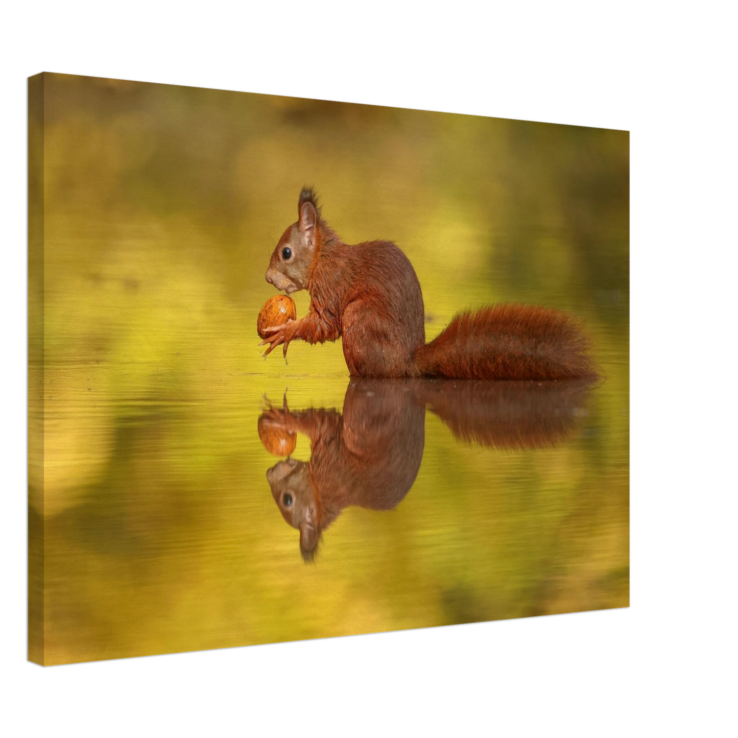 Wandbild eichhoernchen im goldenen herbstlicht lebendige tierfotografie fuer ihre wand
