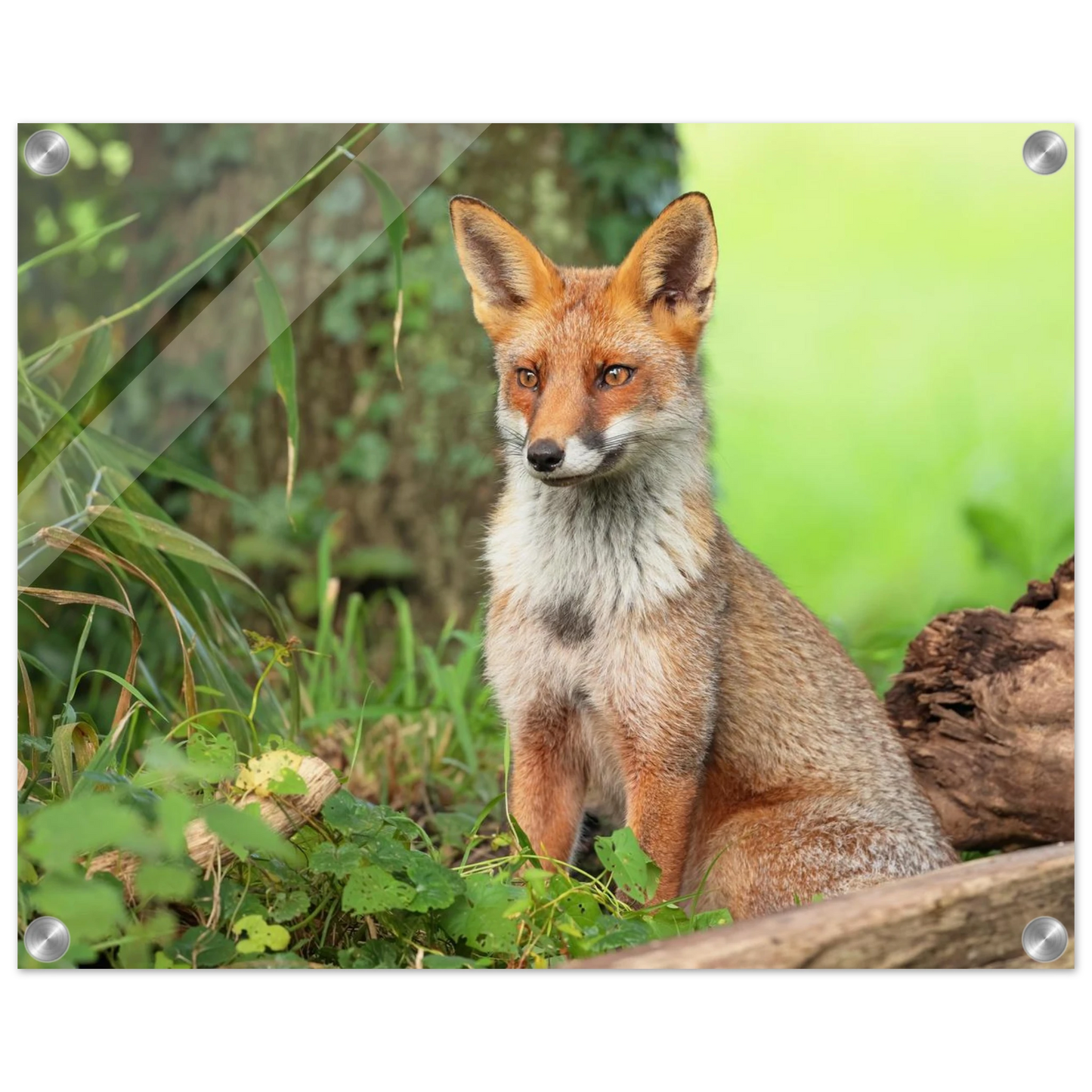 Wandbild majestaetischer rotfuchs ein augenblick der ruhe in der natur erhaeltlich in zahlreichen groessen