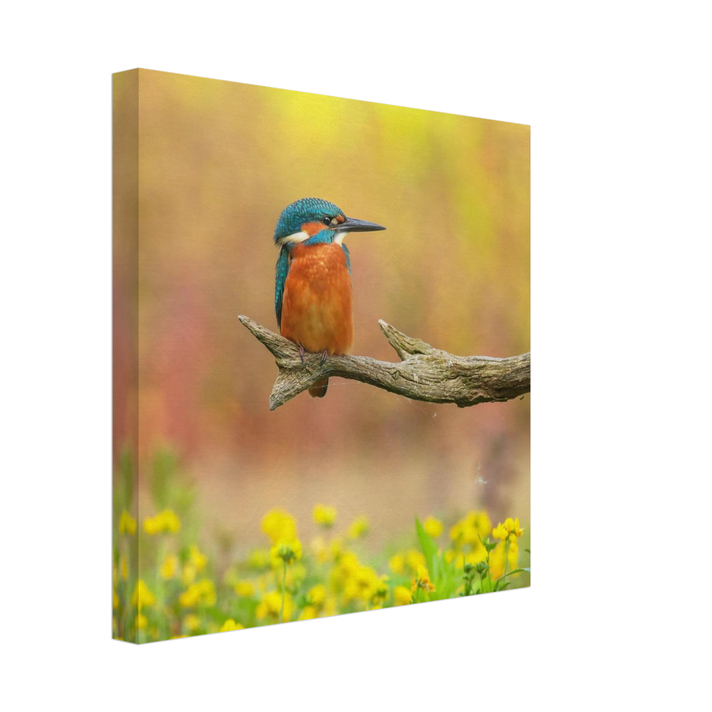 Wandbild eisvogel lebendige naturkunst fuer ihr zuhause in ihrer wunschgroesse