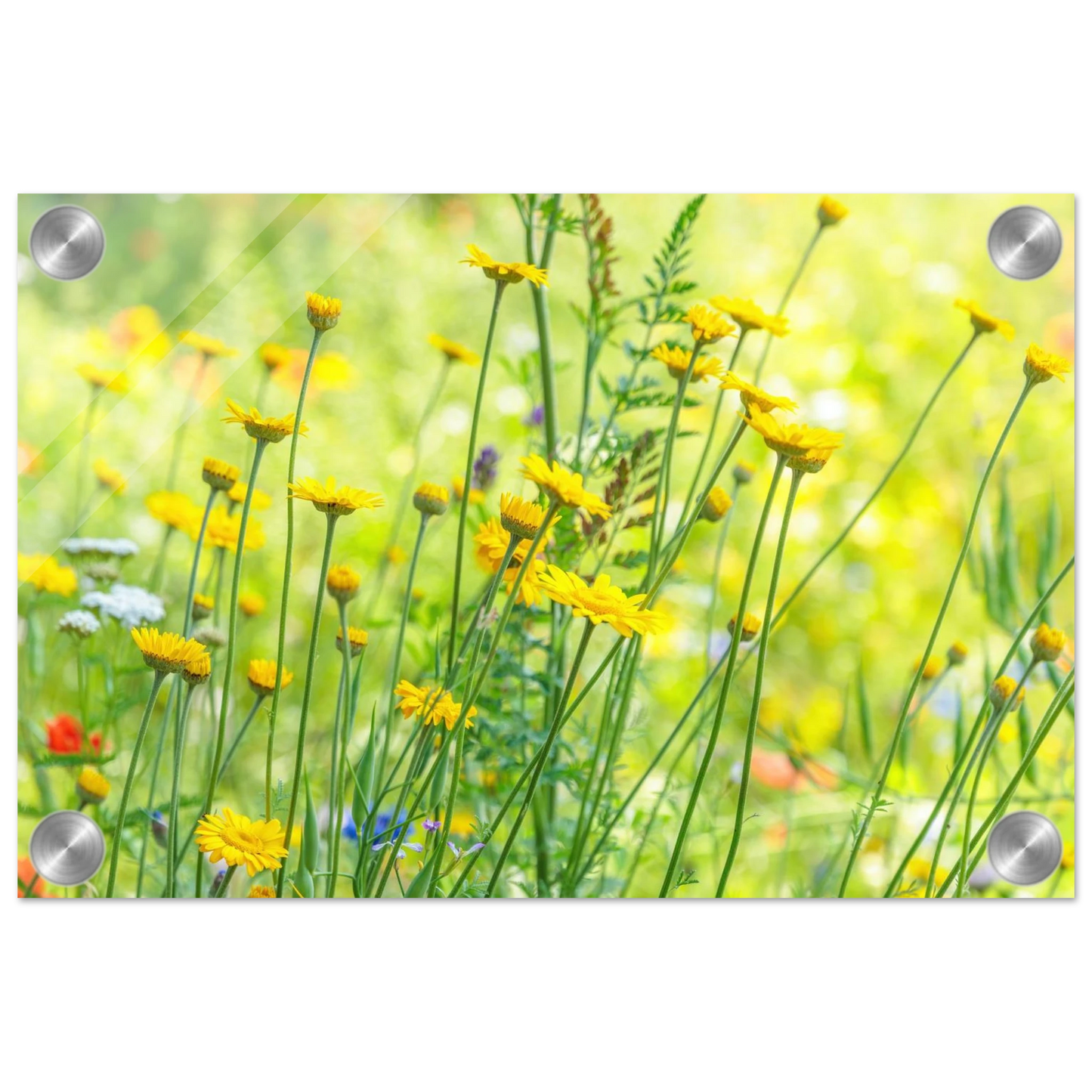 Wandbild sunshine meadow lebendiger blumen druck in verschiedenen groessen