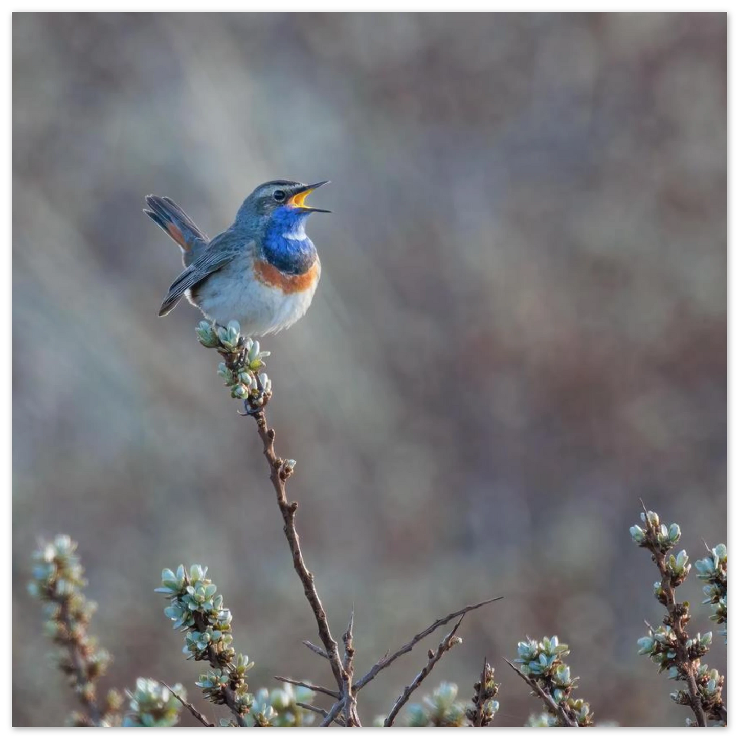 Wandbild blaukohlkehlchen im gesang naturkunst in lebendigen farben in ihrer wunschgroesse