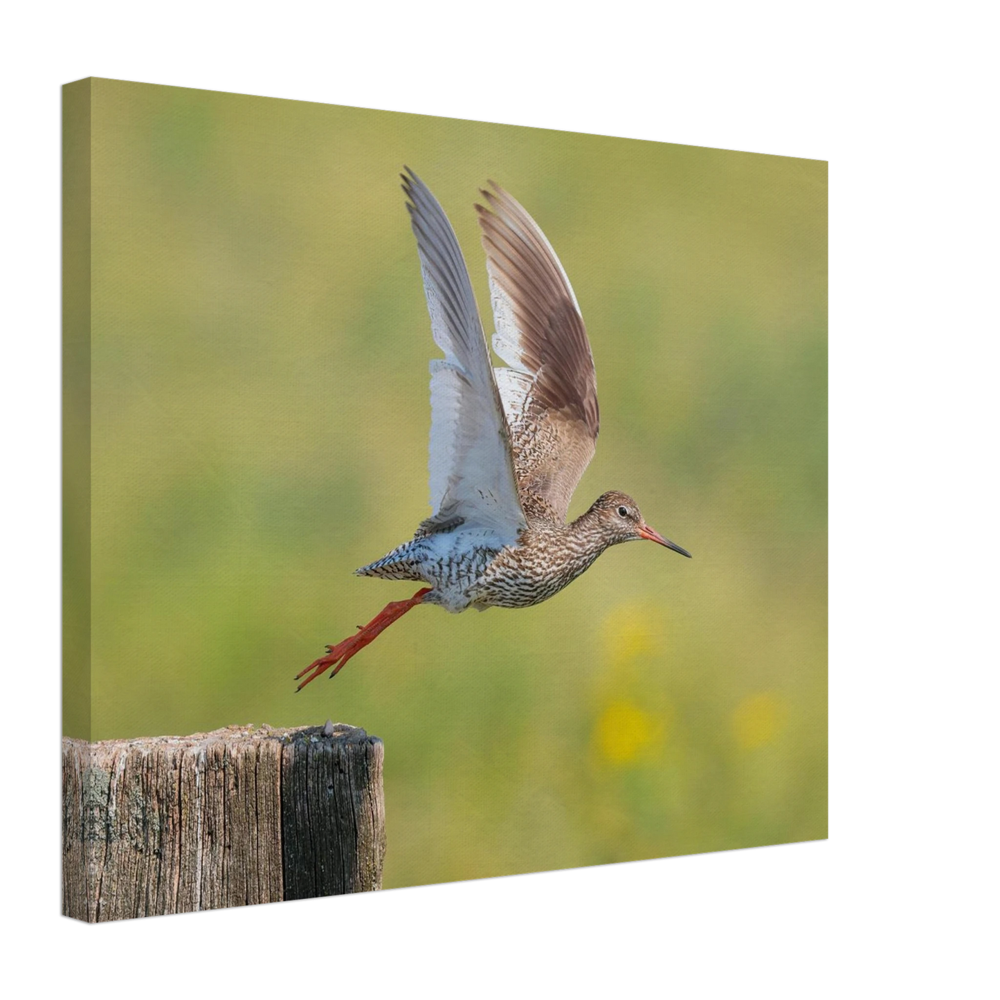 Wandbild der flug des rotschenkels dynamische tierkunst fuer ihr zuhause in vielen groessen erhaeltlich
