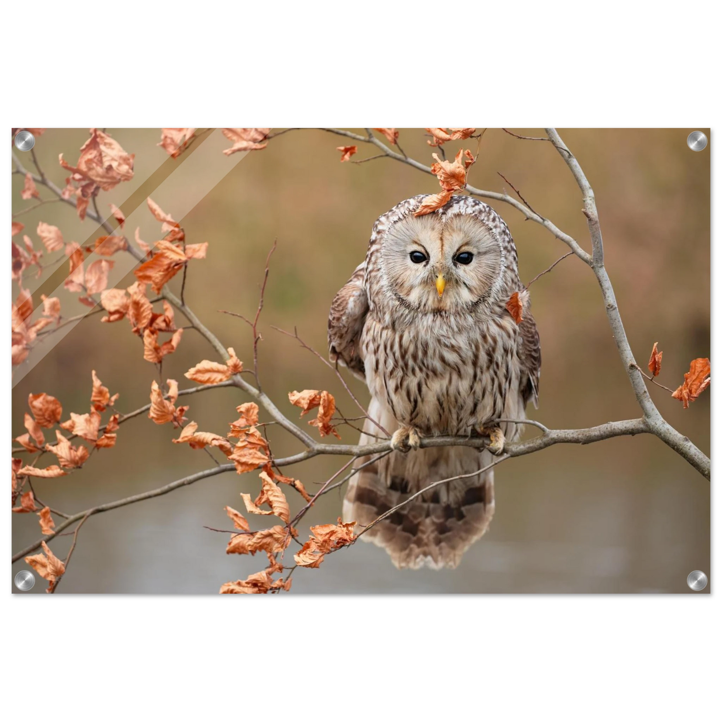 Wandbild majestaetische eule im herbstlaub einblick in die wildnis in verschiedenen groessen