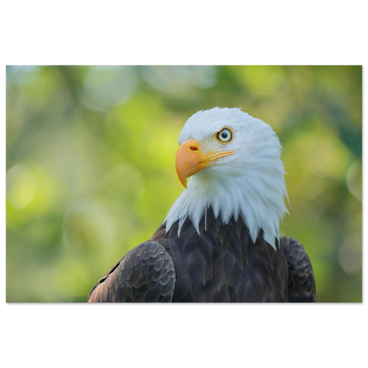 Wandbild majestaetischer weisskopfseeadler eine ode an die freiheit in ihrer wunschgroesse