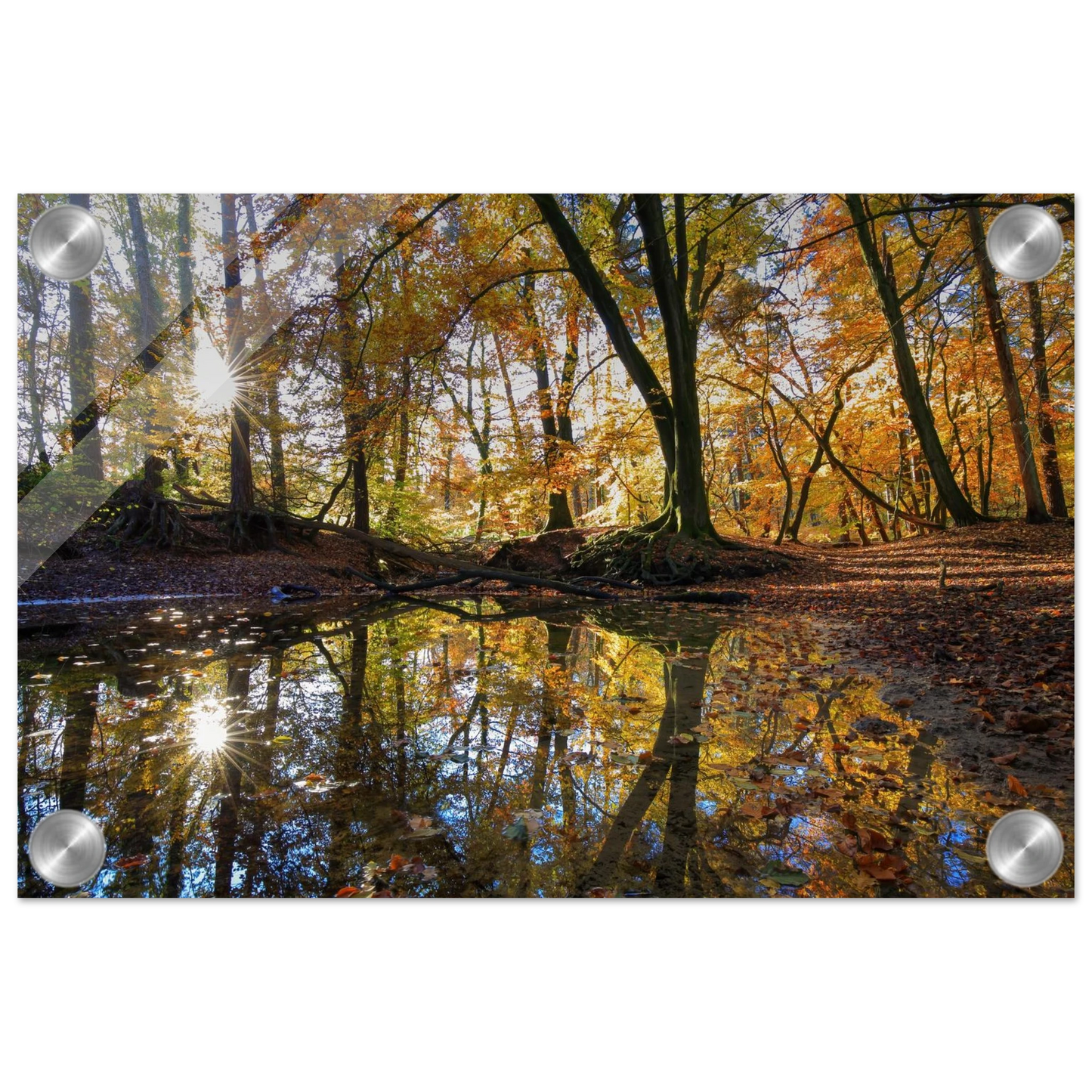 Wandbild goldener herbstwald stimmungsvolle spiegelung der natur in ihrer wunschgroesse