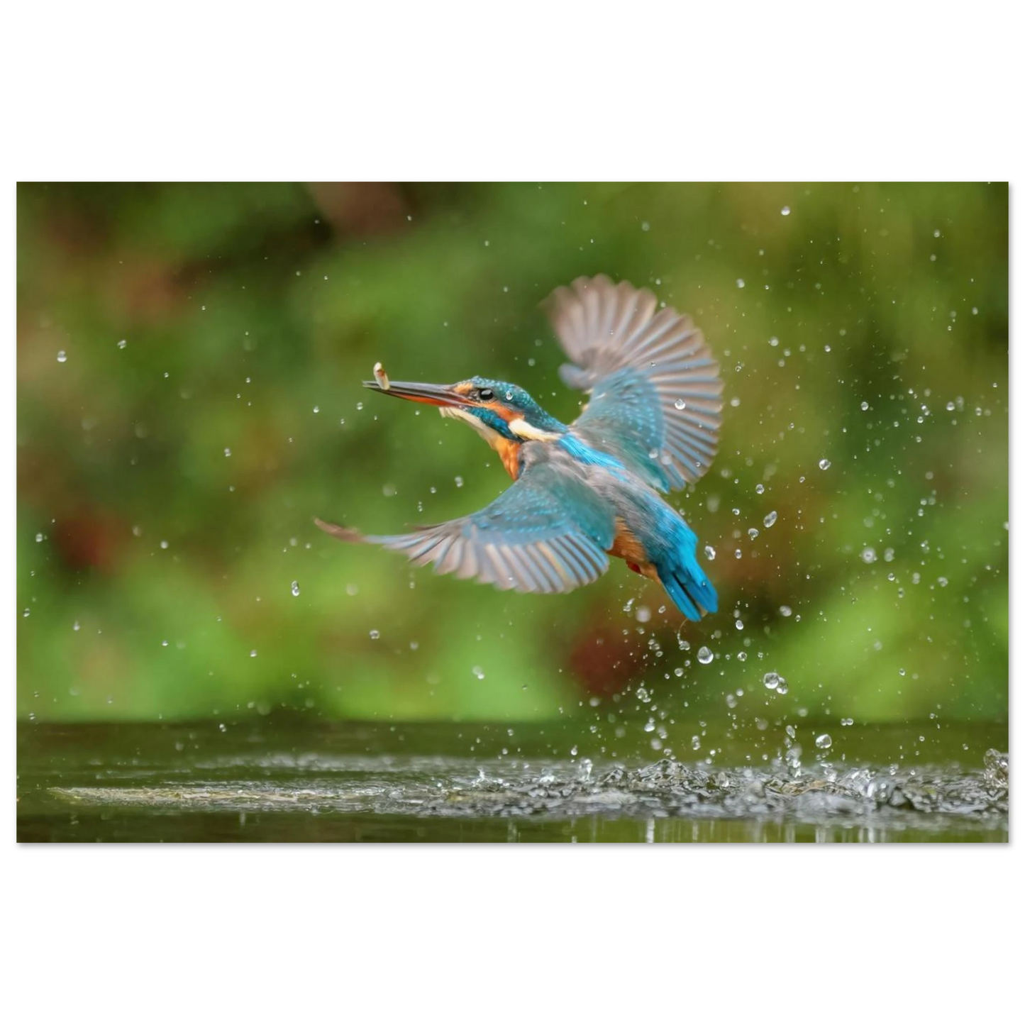Wandbild eisvogel lebendige tierfotografie mit lebhaften blautoenen