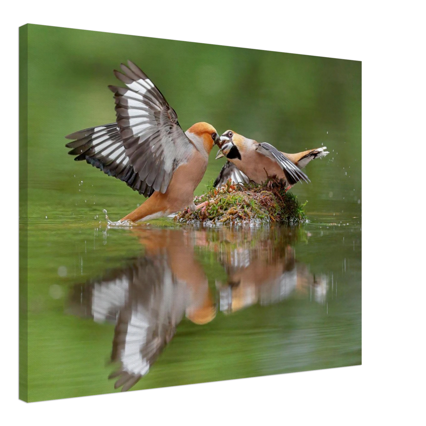 Wandbild momente der natur spektakulaerer kampf der voegel ueber dem wasser