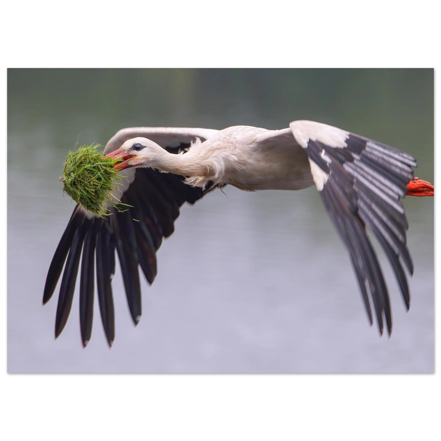 Wandbild nestbauender weissstorch im flug lebendige naturfotografie fuer ihr zuhause