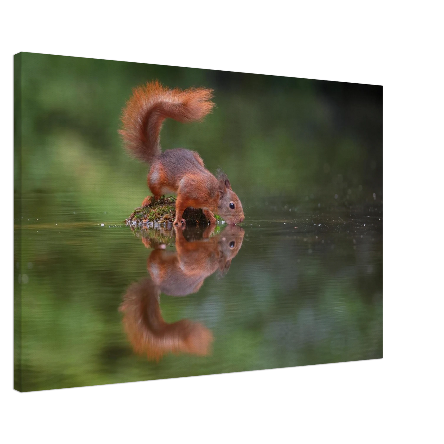 Wandbild durstiges eichhoernchen eine ruhige reflexion in der natur erhaeltlich in vielen groessen