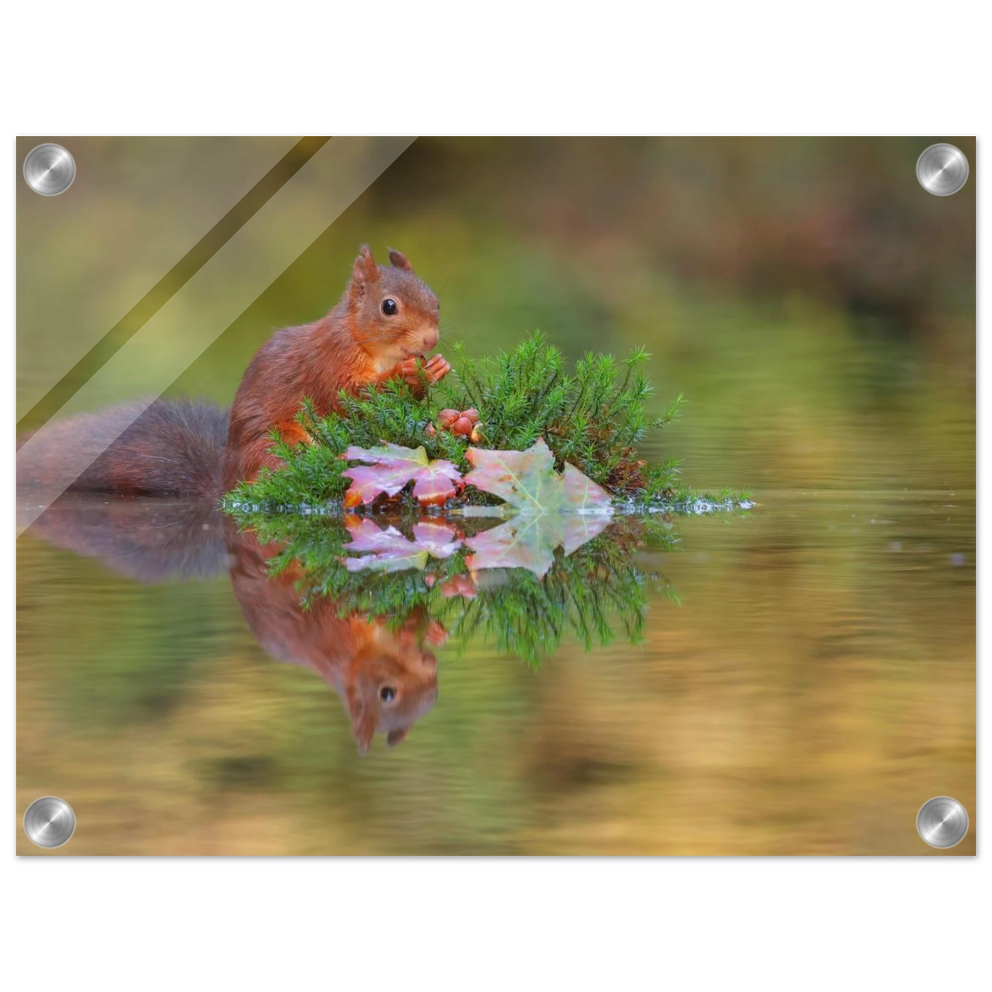Wandbild bezauberndes eichhoernchen im herbstwald lebendige wildtierkunst fuer ihr zuhause in vielen groessen