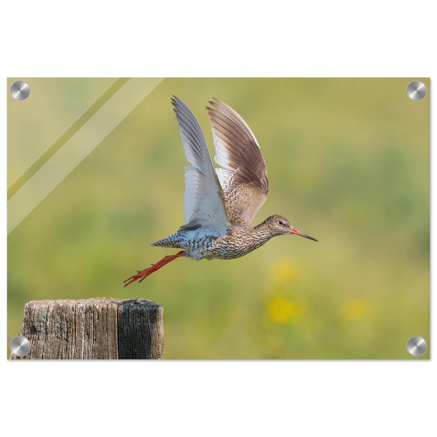 Wandbild der flug des rotschenkels dynamische tierkunst fuer ihr zuhause in vielen groessen erhaeltlich