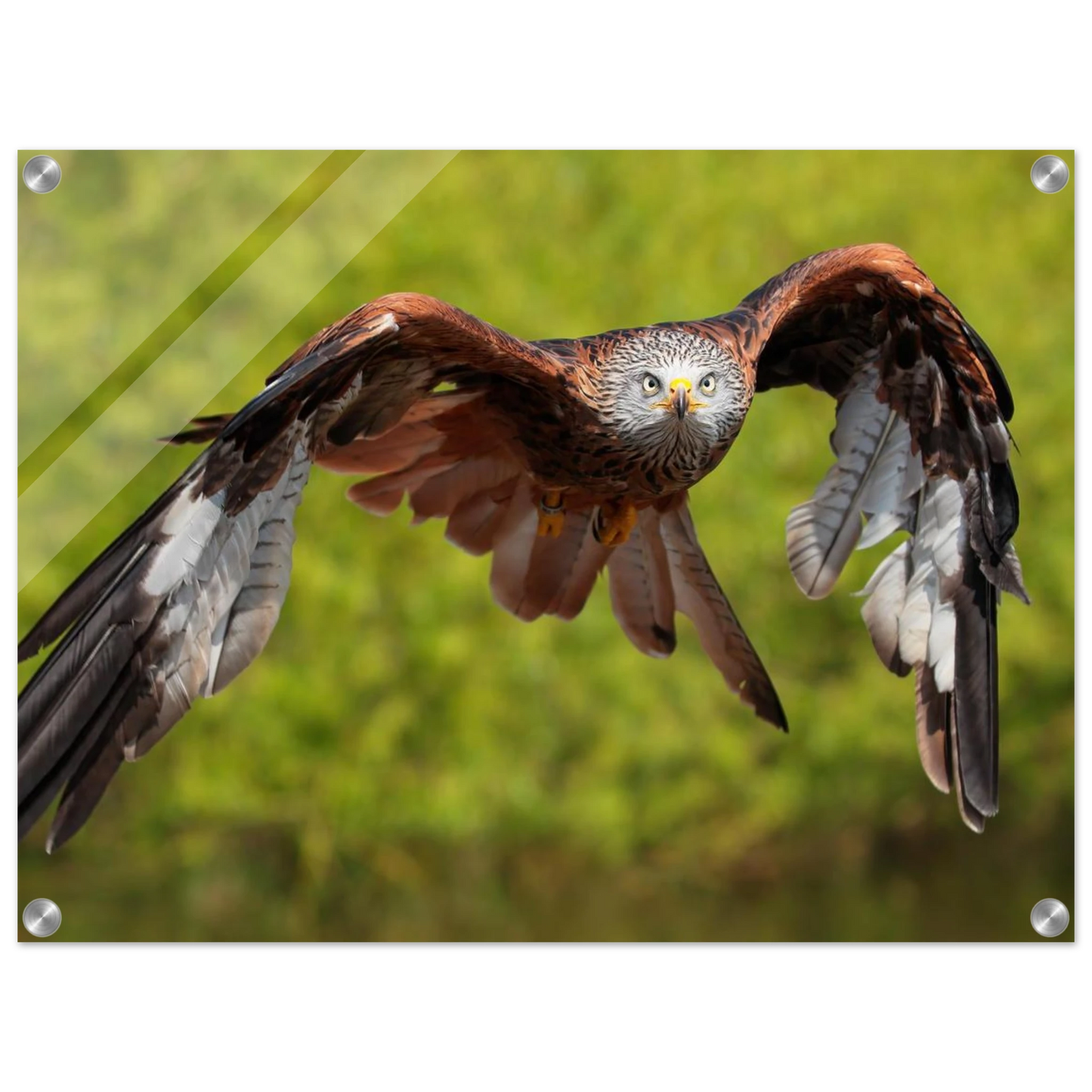 Wandbild majestaetischer rotmilan im flug atemberaubende tierfotografie fuer ihr zuhause erhaeltlich in zahlreichen groessen