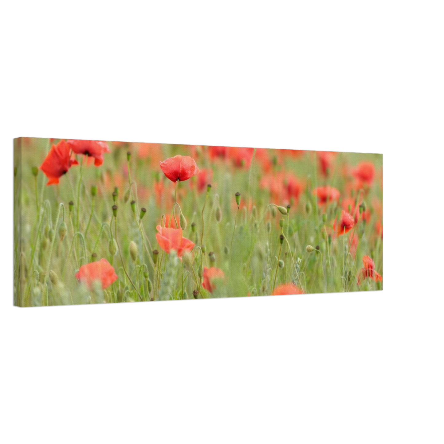 Wandbild vertraeumtes mohnblumenfeld ein stueck sommer fuer ihr zuhause in vielen groessen