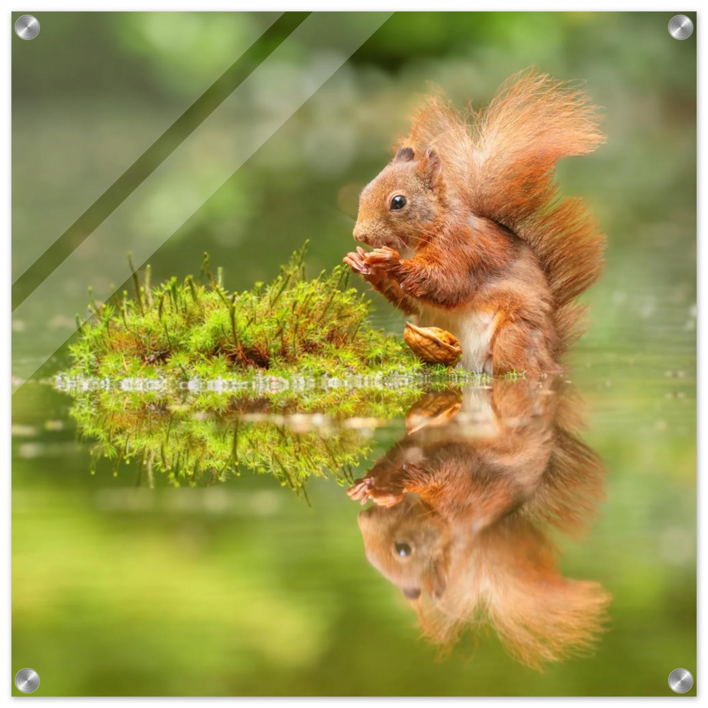 Wandbild bezauberndes eichhoernchen mit nuss ein spiegelbild der natur