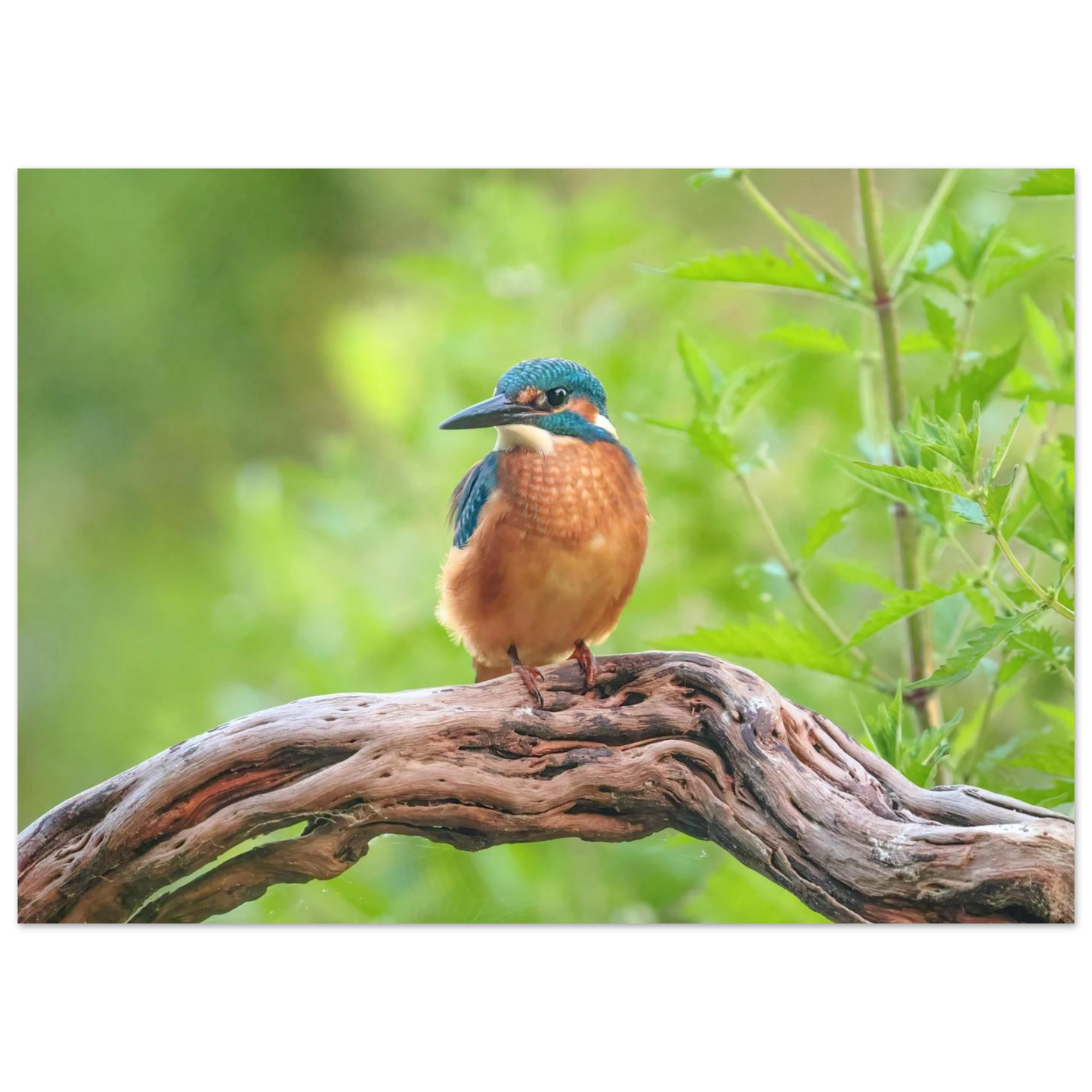 Wandbild eisvogel lebendige naturkunst fuer ihr zuhause in ihrer wunschgroesse 2