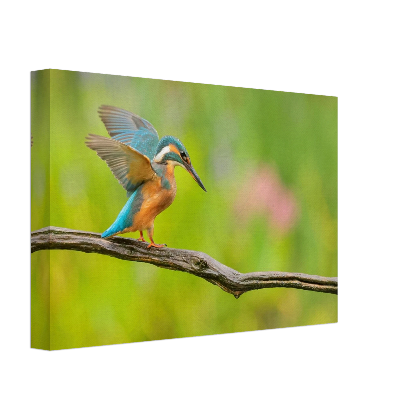 Wandbild eisvogel leuchtende federpracht auf natuerlichem ast in ihrer wunschgroesse