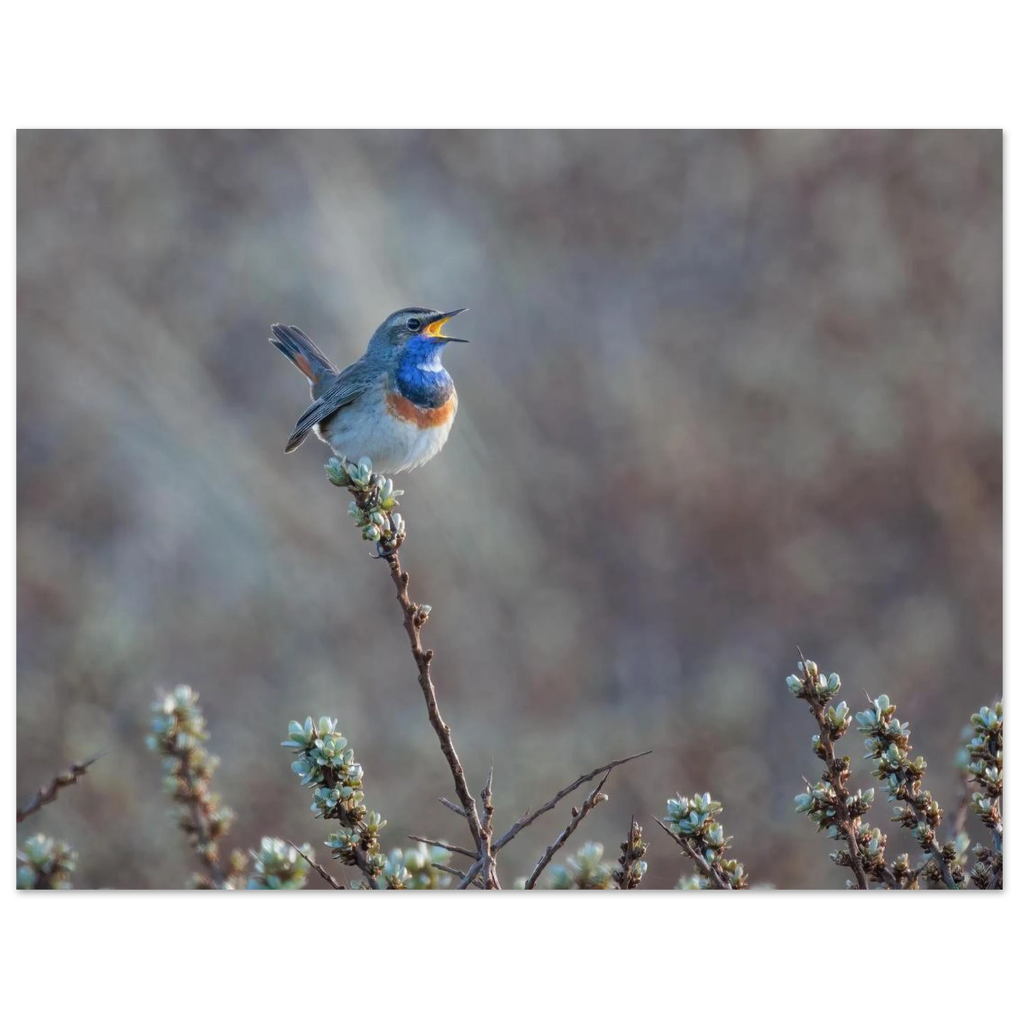 Wandbild blaukohlkehlchen im gesang naturkunst in lebendigen farben in ihrer wunschgroesse
