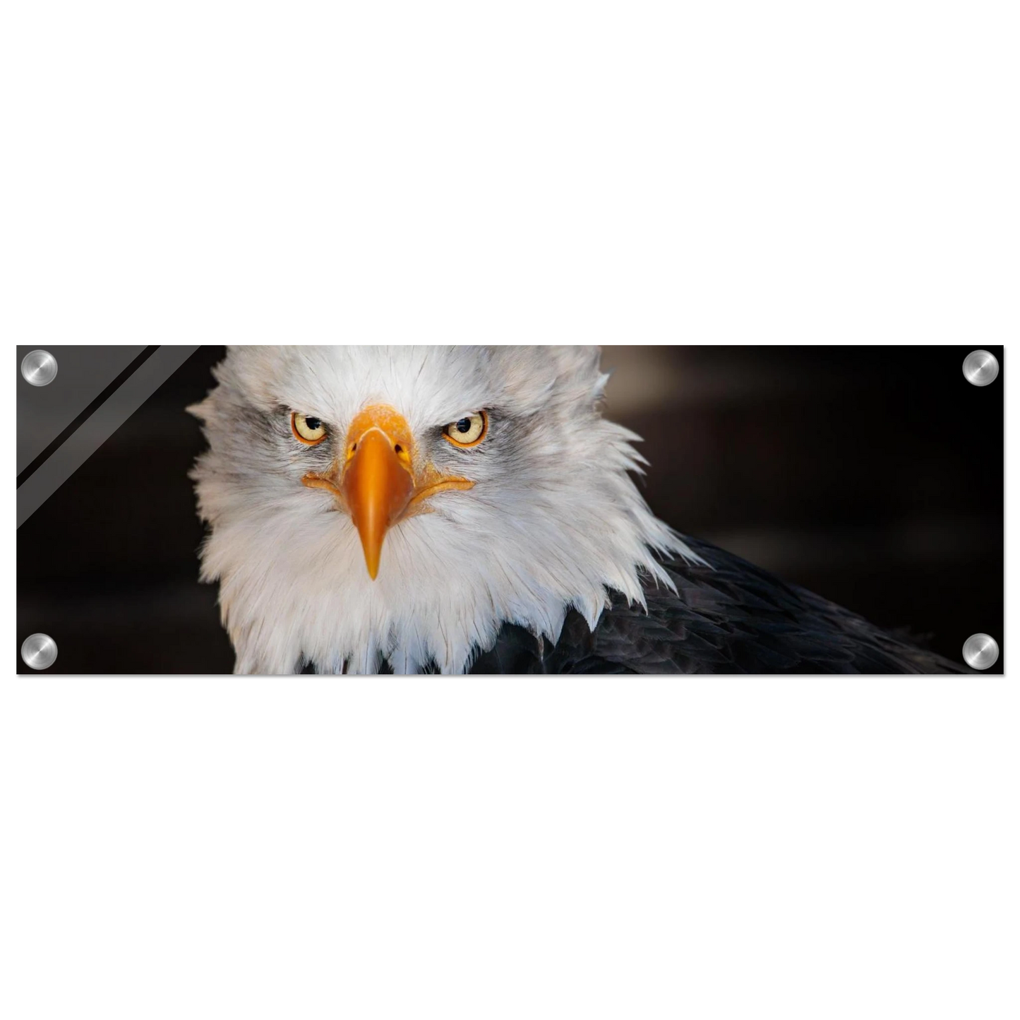 Wandbild majestaetischer adler ausdrucksstarke tierfotografie fuer ihr zuhause in vielen groessen erhaeltlich