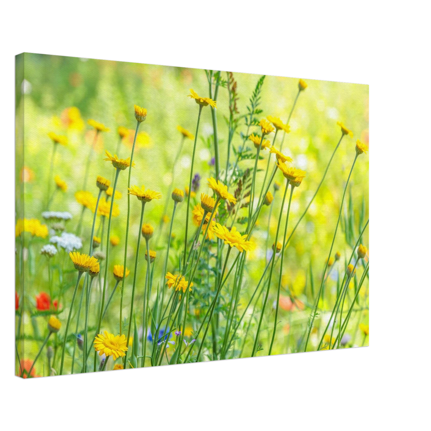 Wandbild sunshine meadow lebendiger blumen druck in verschiedenen groessen