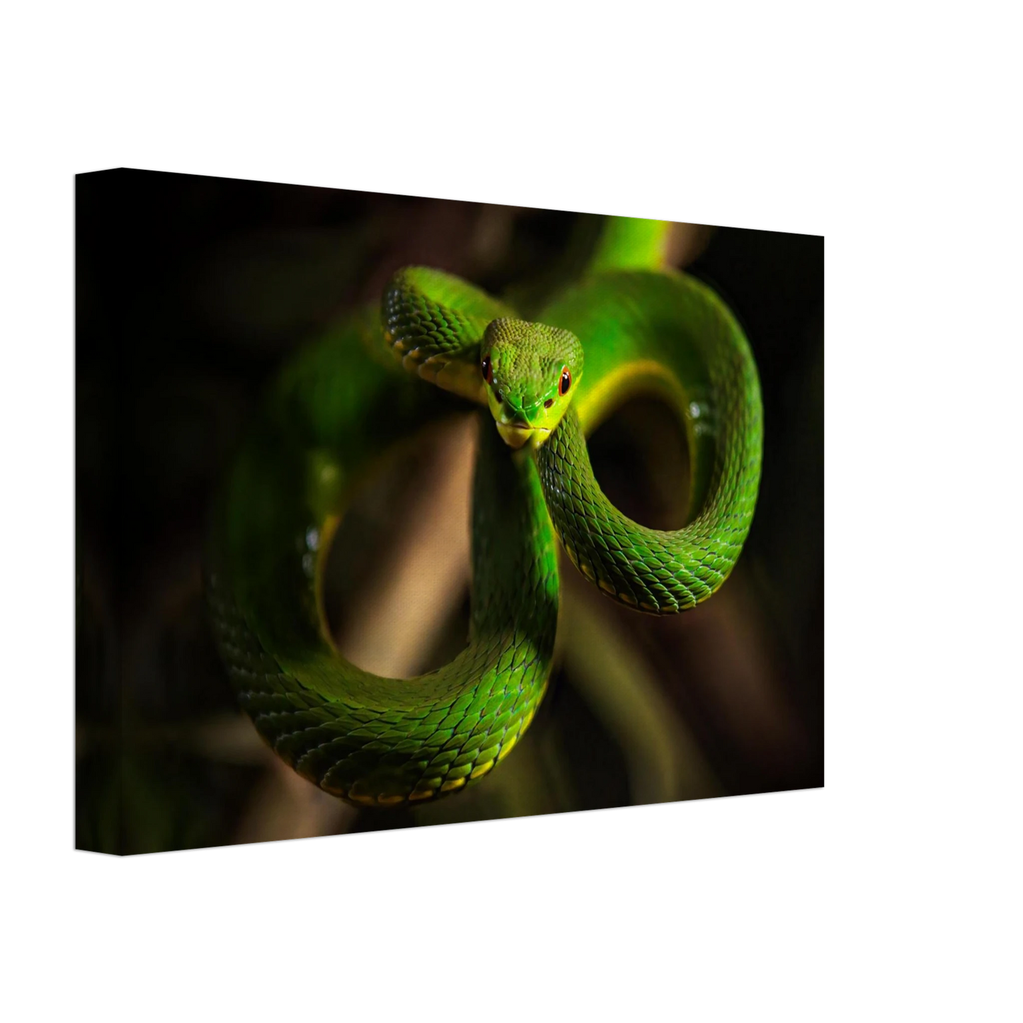 Wandbild der gruene baumviper ein hypnotischer blick in verschiedenen groessen
