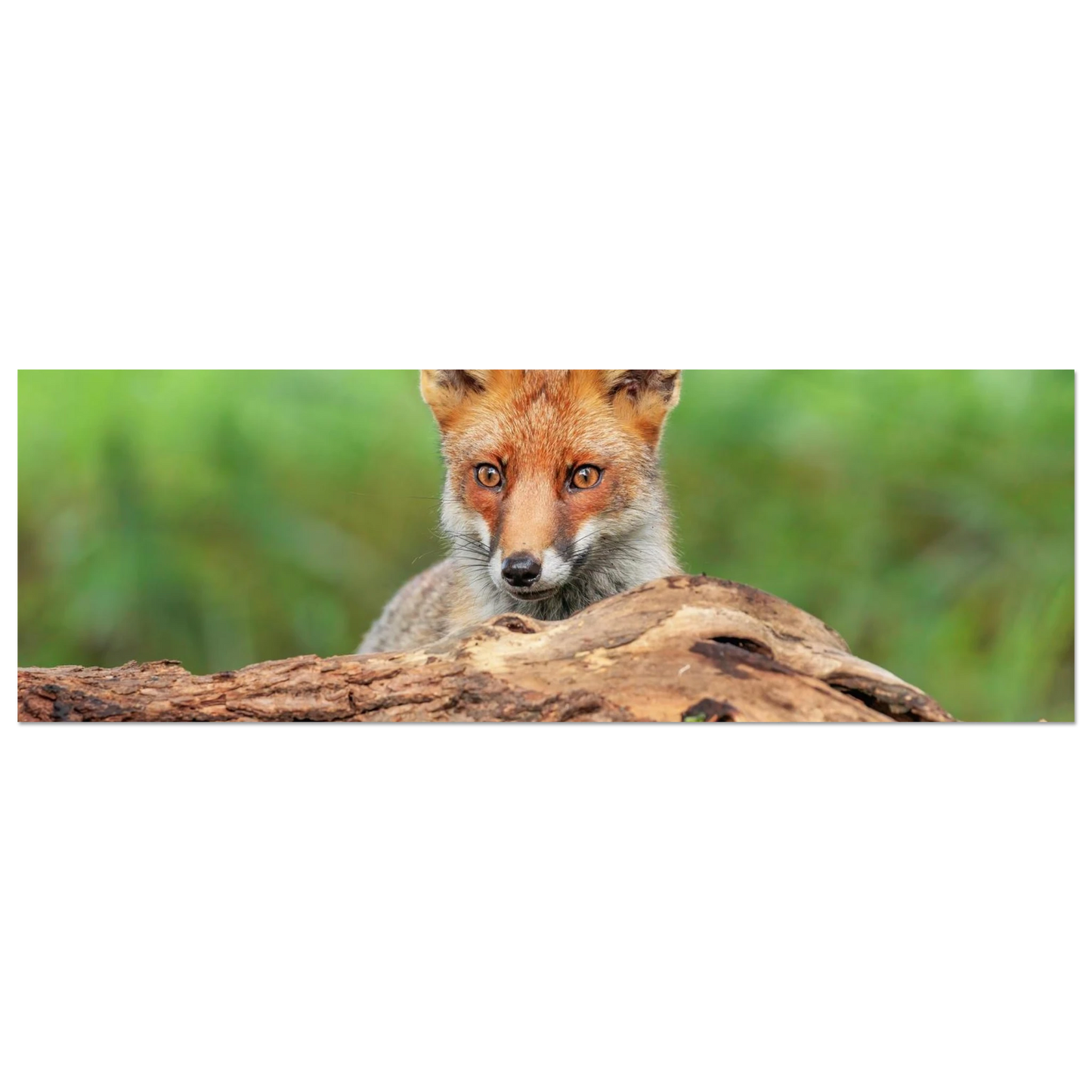 Wandbild fuchs im versteck einzigartige naturkunst fuer ihr zuhause
