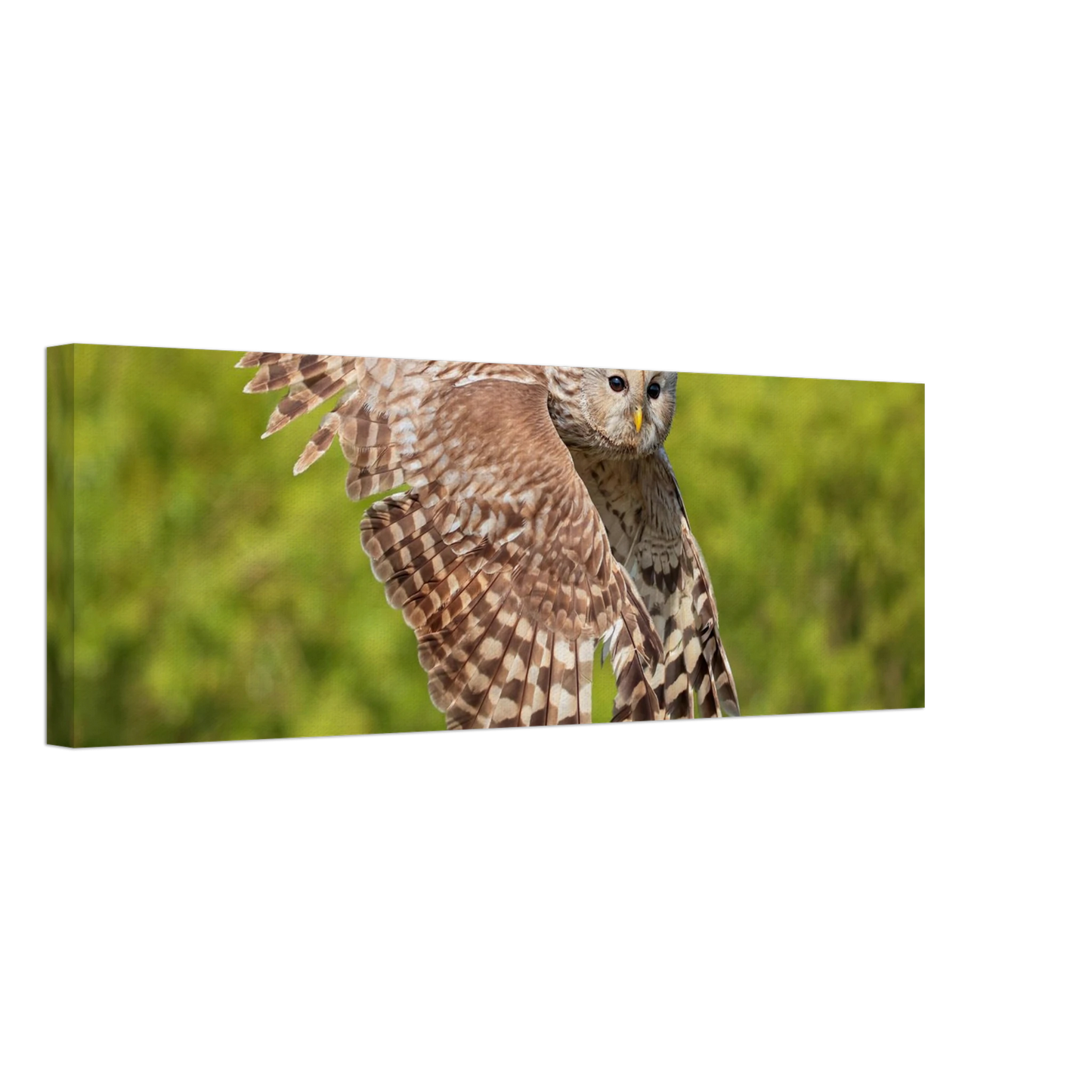 Wandbild majestaetische eule im flug naturfotografie fuer ihr zuhause
