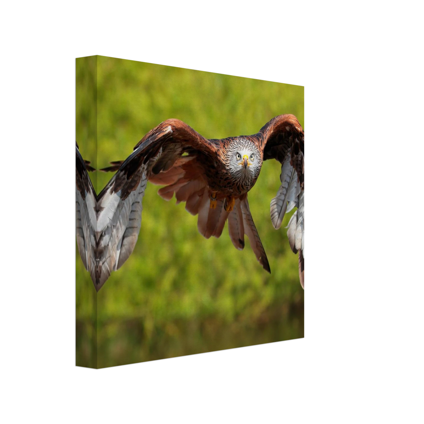 Wandbild majestaetischer rotmilan im flug atemberaubende tierfotografie fuer ihr zuhause erhaeltlich in zahlreichen groessen