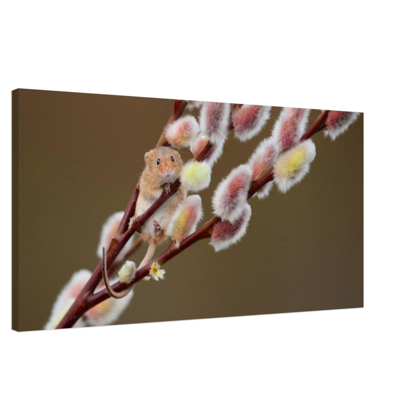 Wandbild niedliche erntemaus an flauschigen weidenkaetzchen ein zauberhafter naturmoment fuer ihre waende