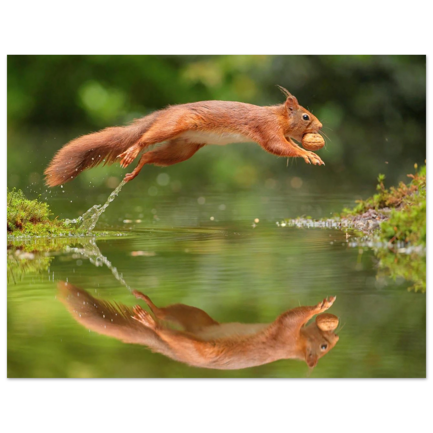 Wandbild Wandkunst eichhoernchens freudensprung dynamische naturkunst fuer ihr zuhause erhaeltlich in mehreren groessen