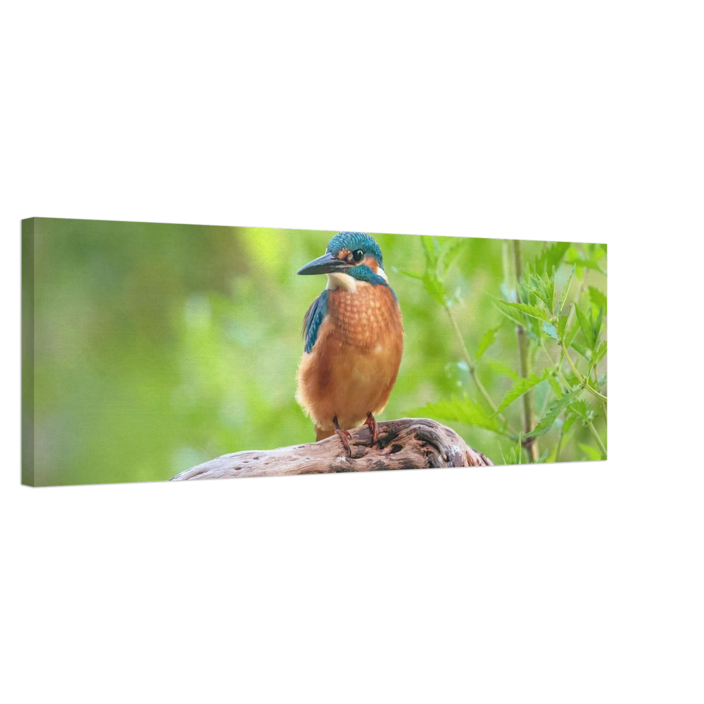 Wandbild eisvogel lebendige naturkunst fuer ihr zuhause in ihrer wunschgroesse 2