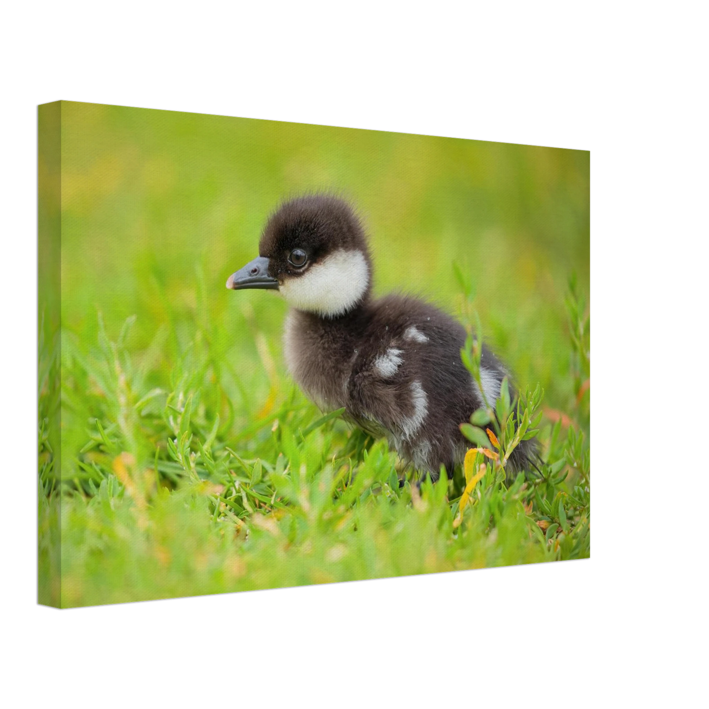 Wandbild bezauberndes entenkueken suesse tiermotive fuer kinderzimmer naturfreunde in vielen groessen
