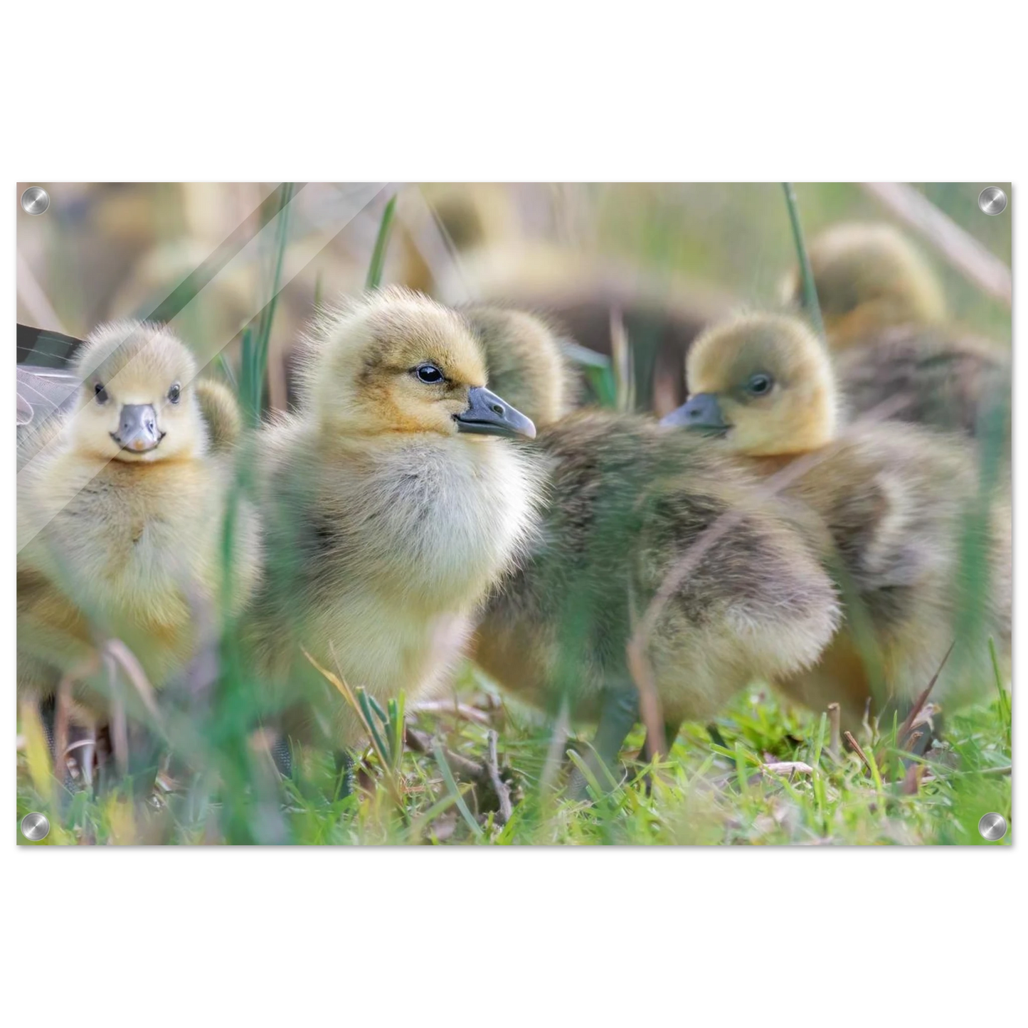 Wandbild kueken in zartgruen und gold suesse baby gans kunst in vielen groessen