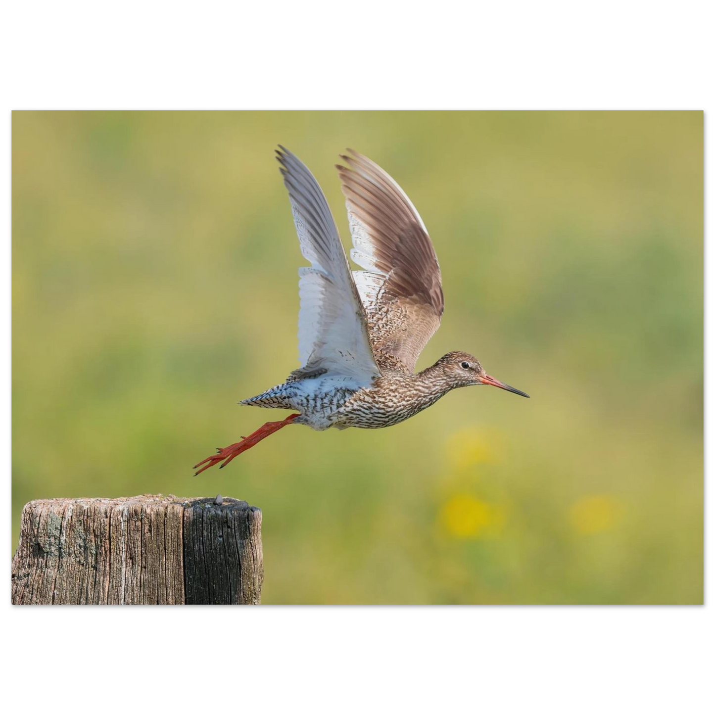 Wandbild der flug des rotschenkels dynamische tierkunst fuer ihr zuhause in vielen groessen erhaeltlich