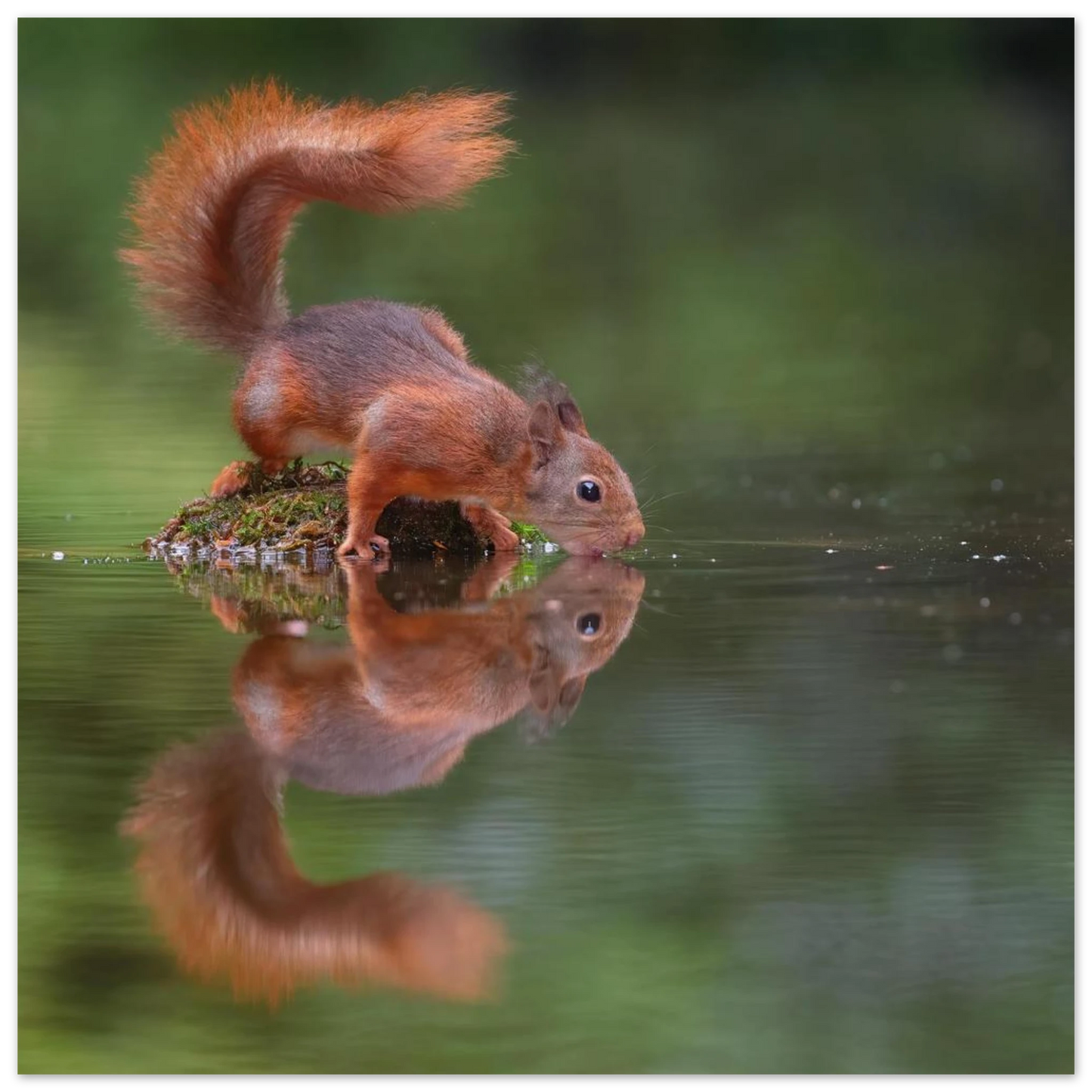 Wandbild durstiges eichhoernchen eine ruhige reflexion in der natur erhaeltlich in vielen groessen