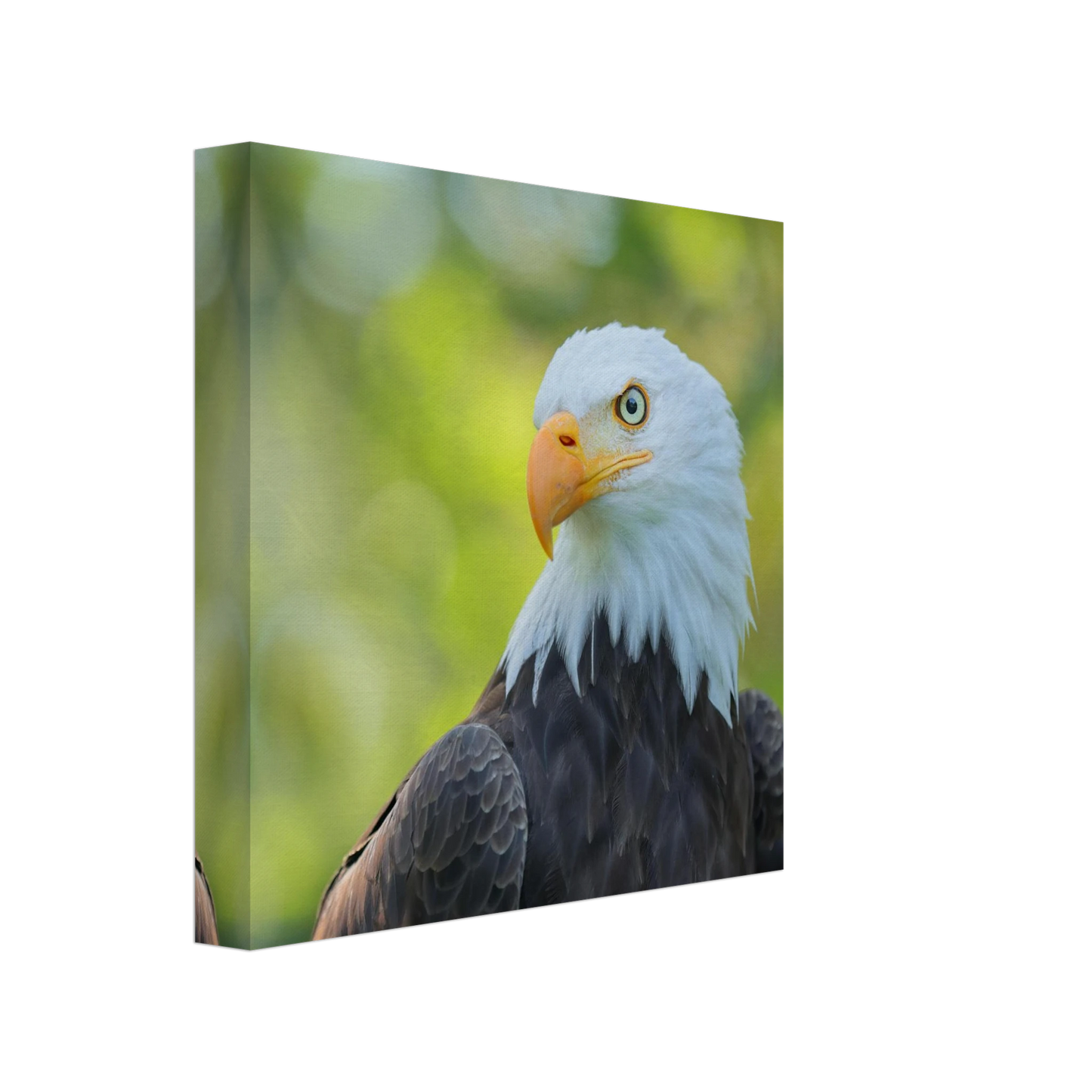 Wandbild majestaetischer weisskopfseeadler eine ode an die freiheit in ihrer wunschgroesse