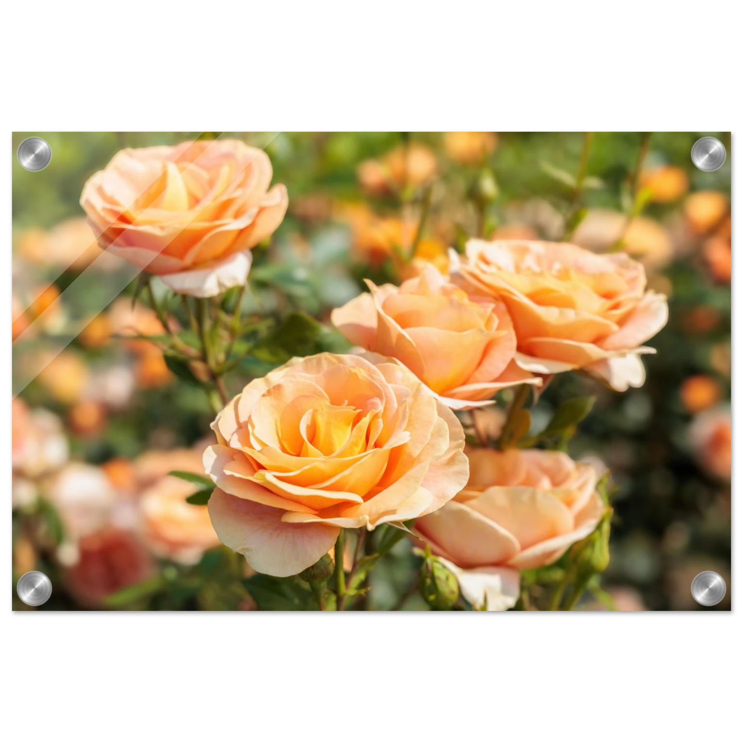 Wandbild romantische pfirsichrosen im sonnenschein botanische kunst fuer ihr zuhause in vielen groessen
