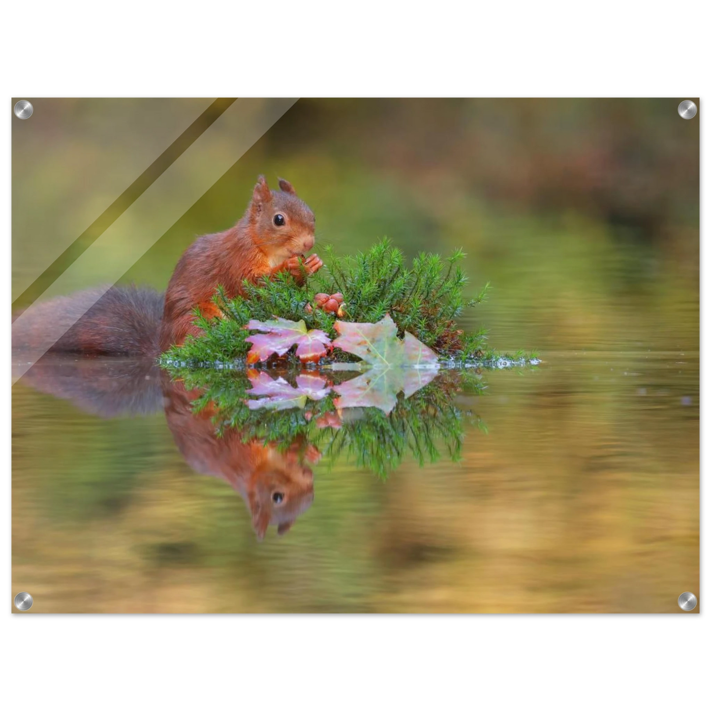 Wandbild bezauberndes eichhoernchen im herbstwald lebendige wildtierkunst fuer ihr zuhause in vielen groessen