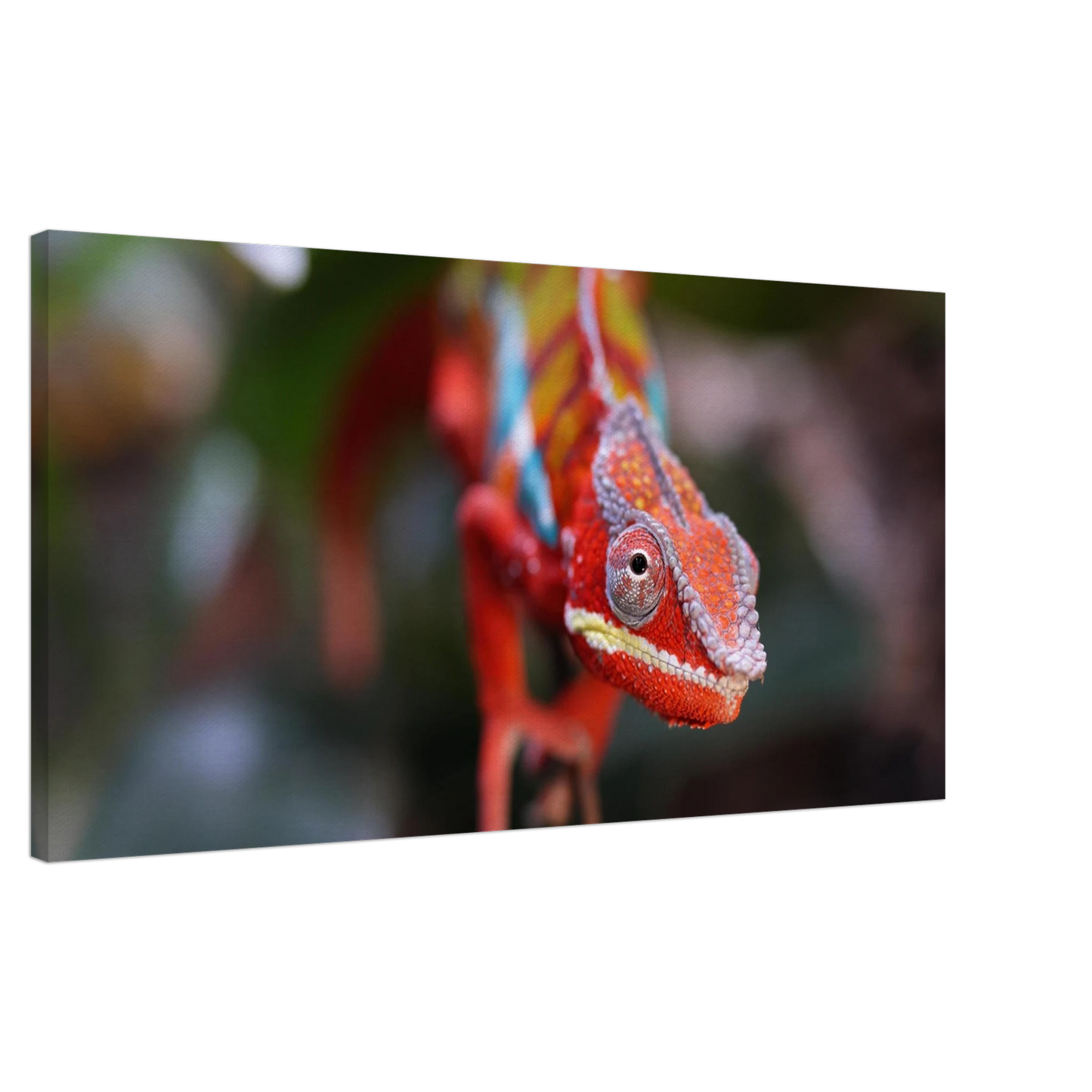 Wandbild faszinierendes chamaeleon portraet lebendige tierkunst fuer ihr zuhause in ihrer wunschgroesse