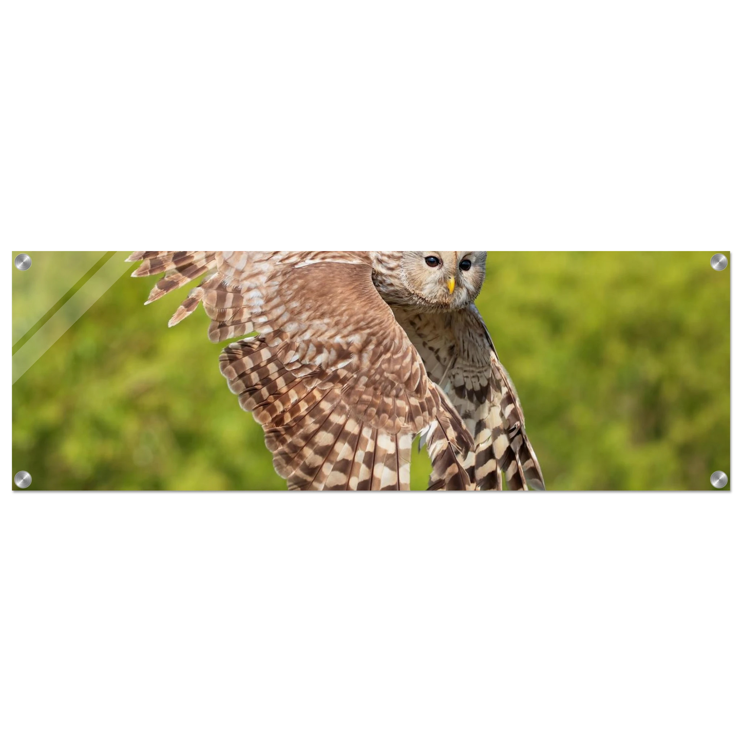 Wandbild majestaetische eule im flug naturfotografie fuer ihr zuhause