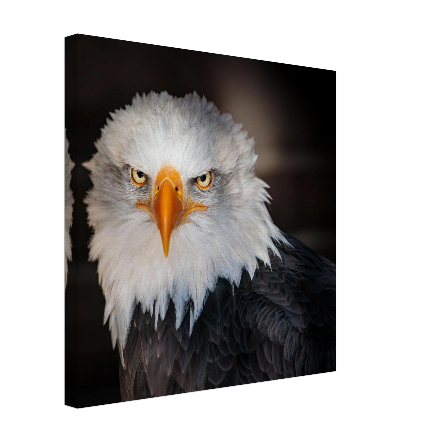 Wandbild majestaetischer adler ausdrucksstarke tierfotografie fuer ihr zuhause in vielen groessen erhaeltlich