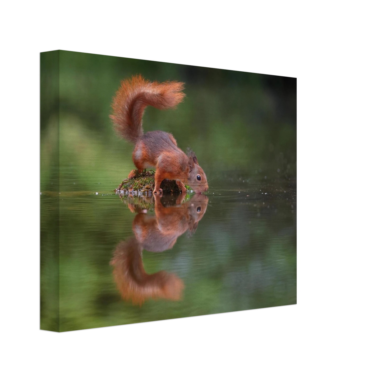 Wandbild durstiges eichhoernchen eine ruhige reflexion in der natur erhaeltlich in vielen groessen