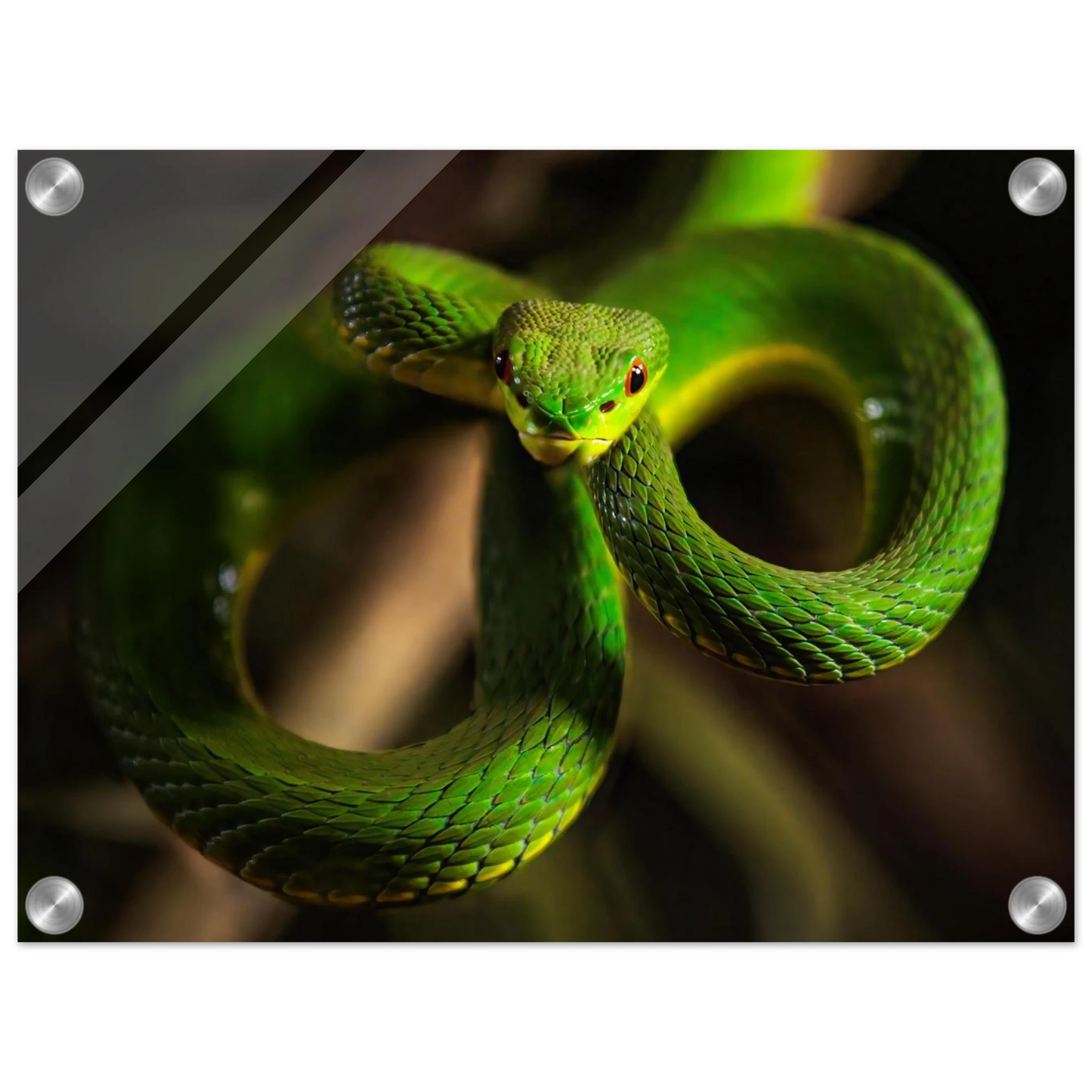 Wandbild der gruene baumviper ein hypnotischer blick in verschiedenen groessen