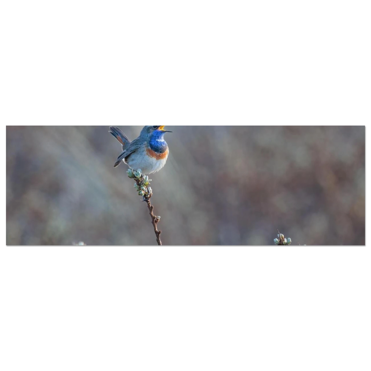 Wandbild blaukohlkehlchen im gesang naturkunst in lebendigen farben in ihrer wunschgroesse
