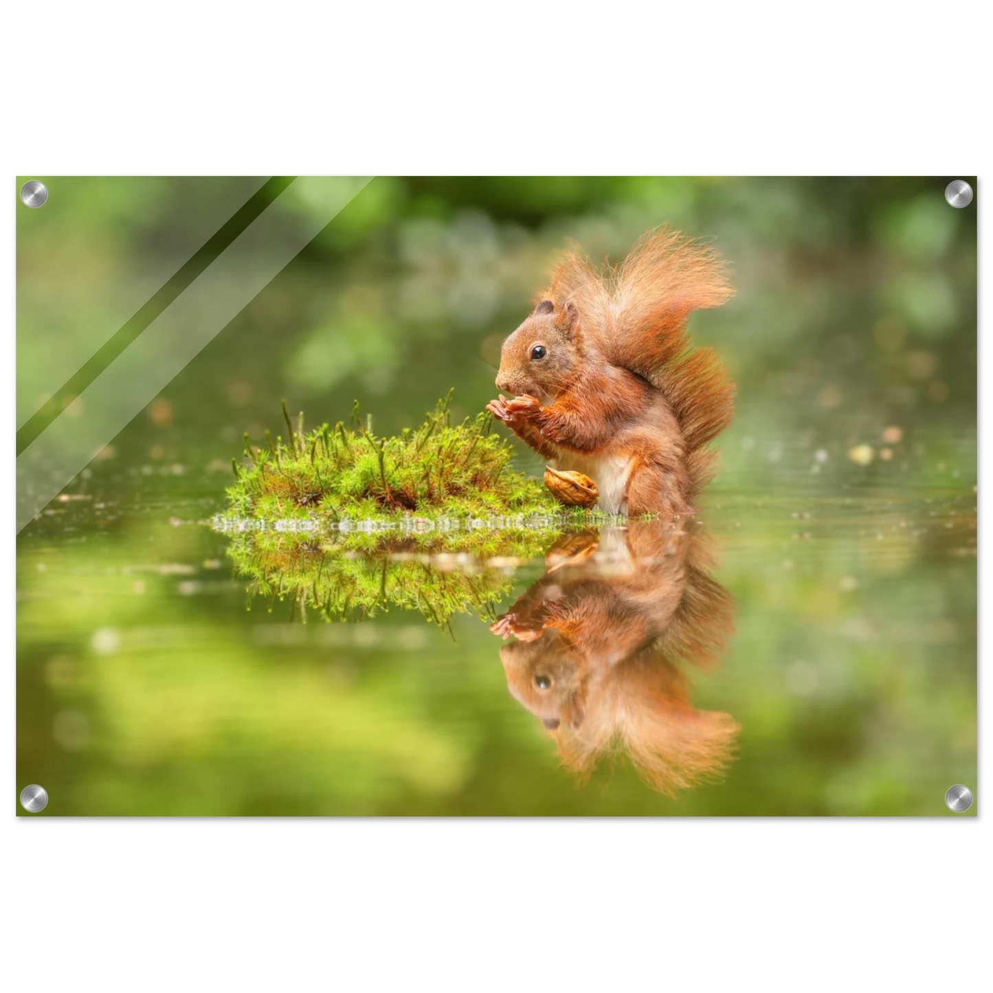 Wandbild bezauberndes eichhoernchen mit nuss ein spiegelbild der natur