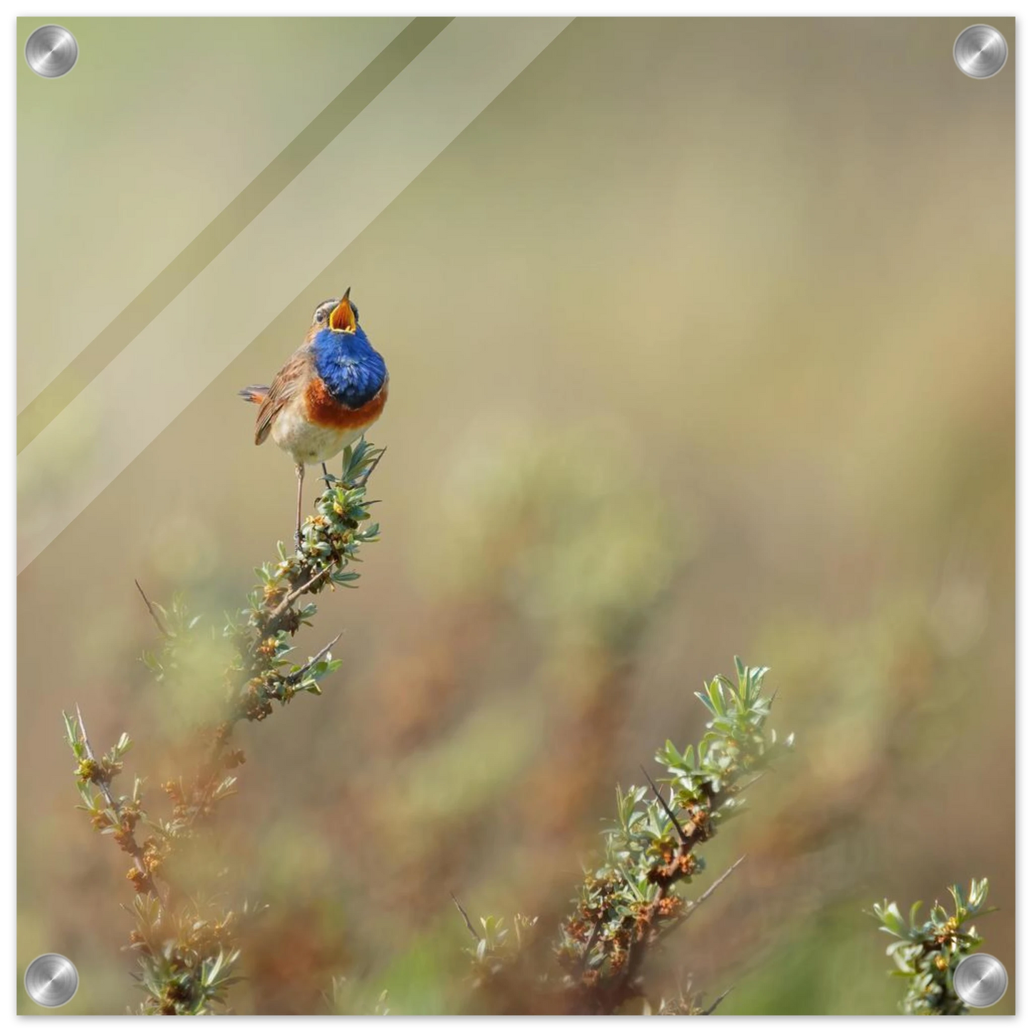 Wandbild lebendige nachtigall ein meisterwerk der naturfotografie fuer ihr zuhause