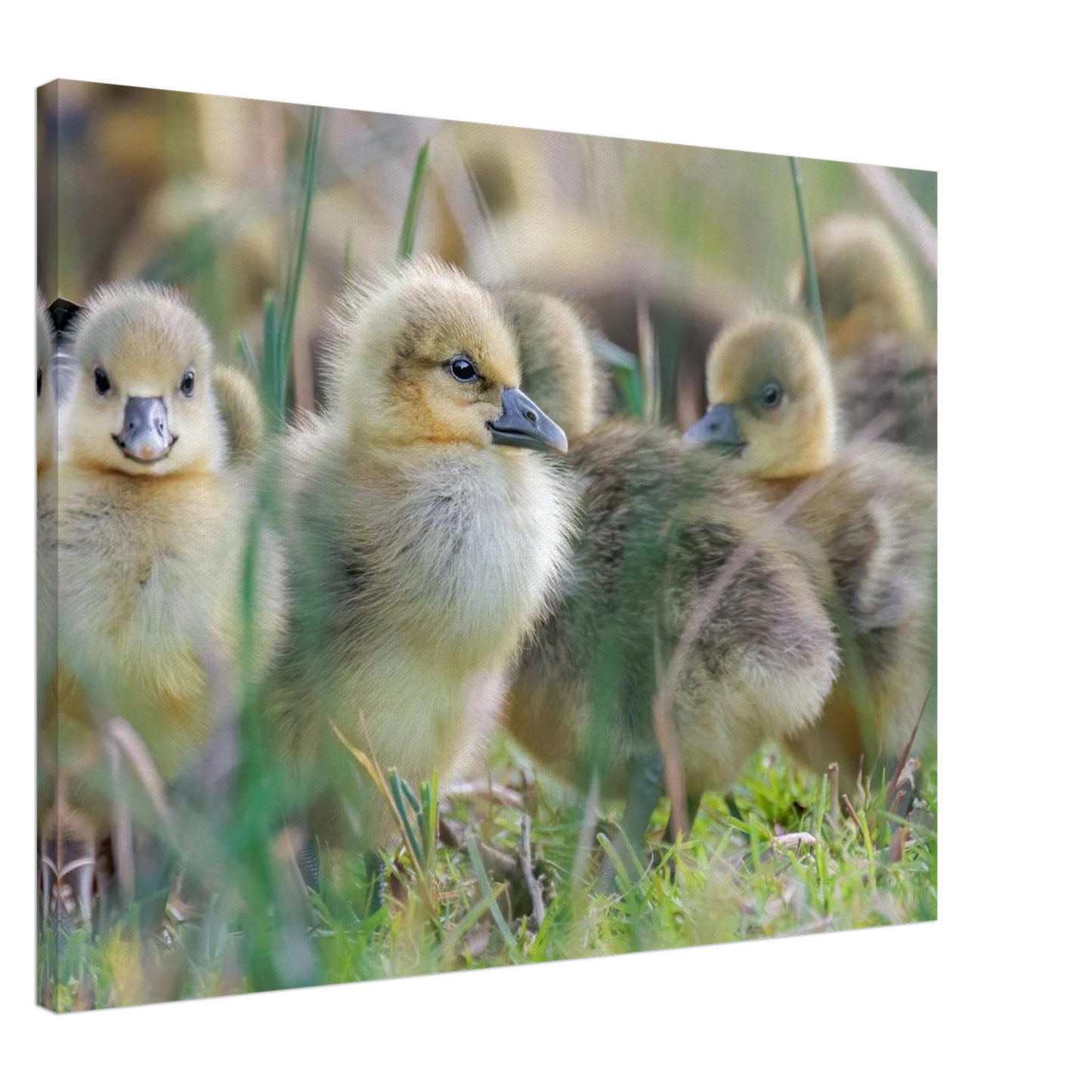 Wandbild kueken in zartgruen und gold suesse baby gans kunst in vielen groessen
