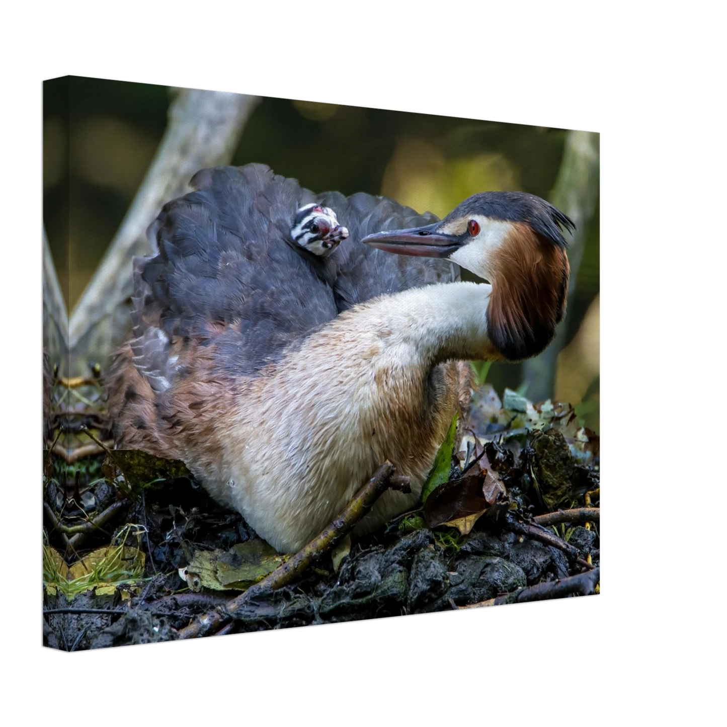 Wandbild zaertliche grosse haubentaucher familie naturgetreuer kunstdruck in ihrer wunschgroesse