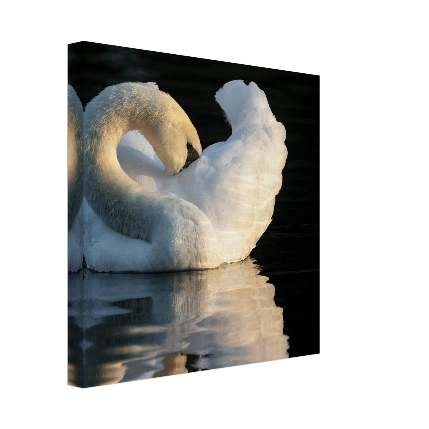 Wandbild schwan bei sonnenuntergang elegante wandkunst fuer ihr zuhause