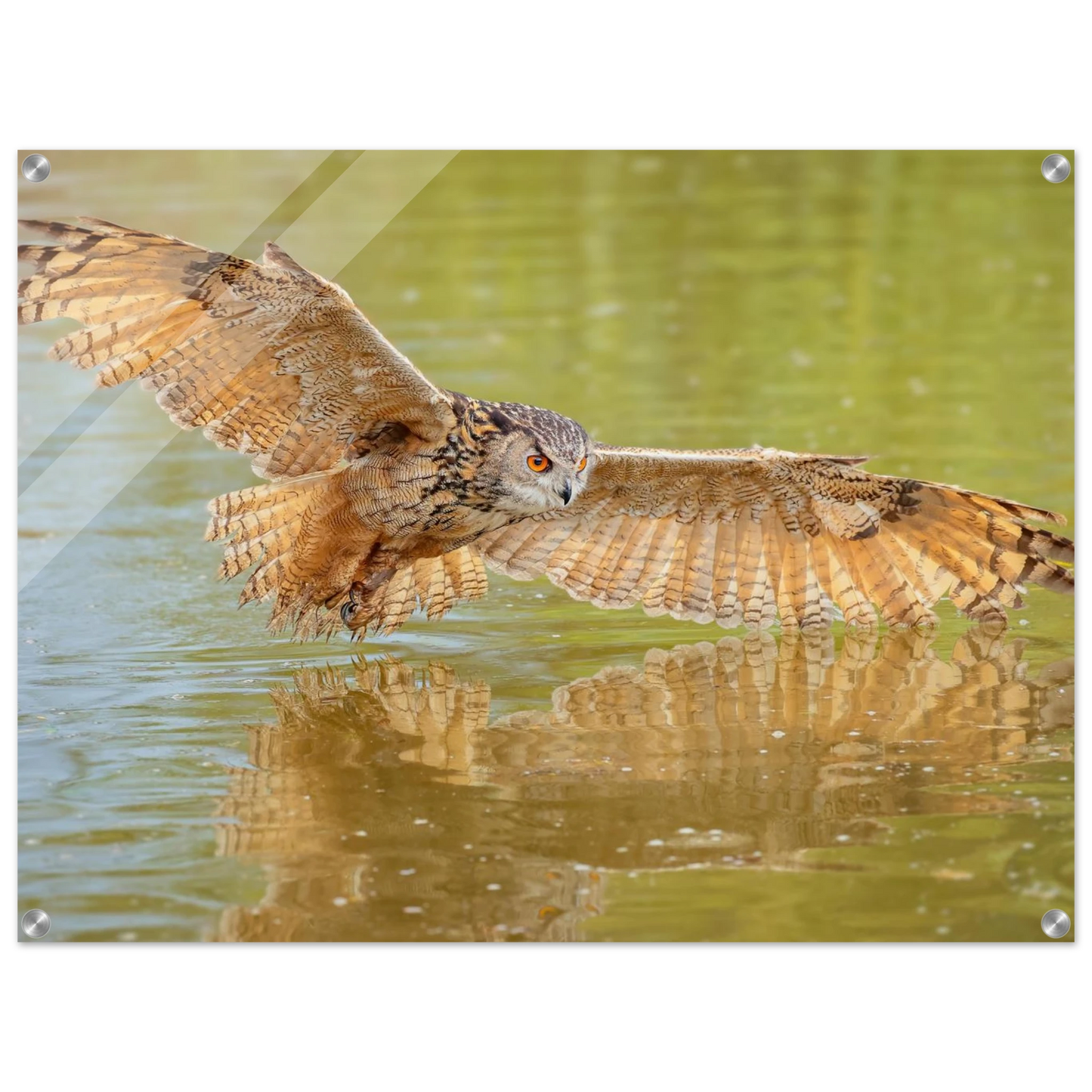 Wandbild majestaetischer uhu im jagdflug atemberaubende wildtierkunst in verschiedenen groessen