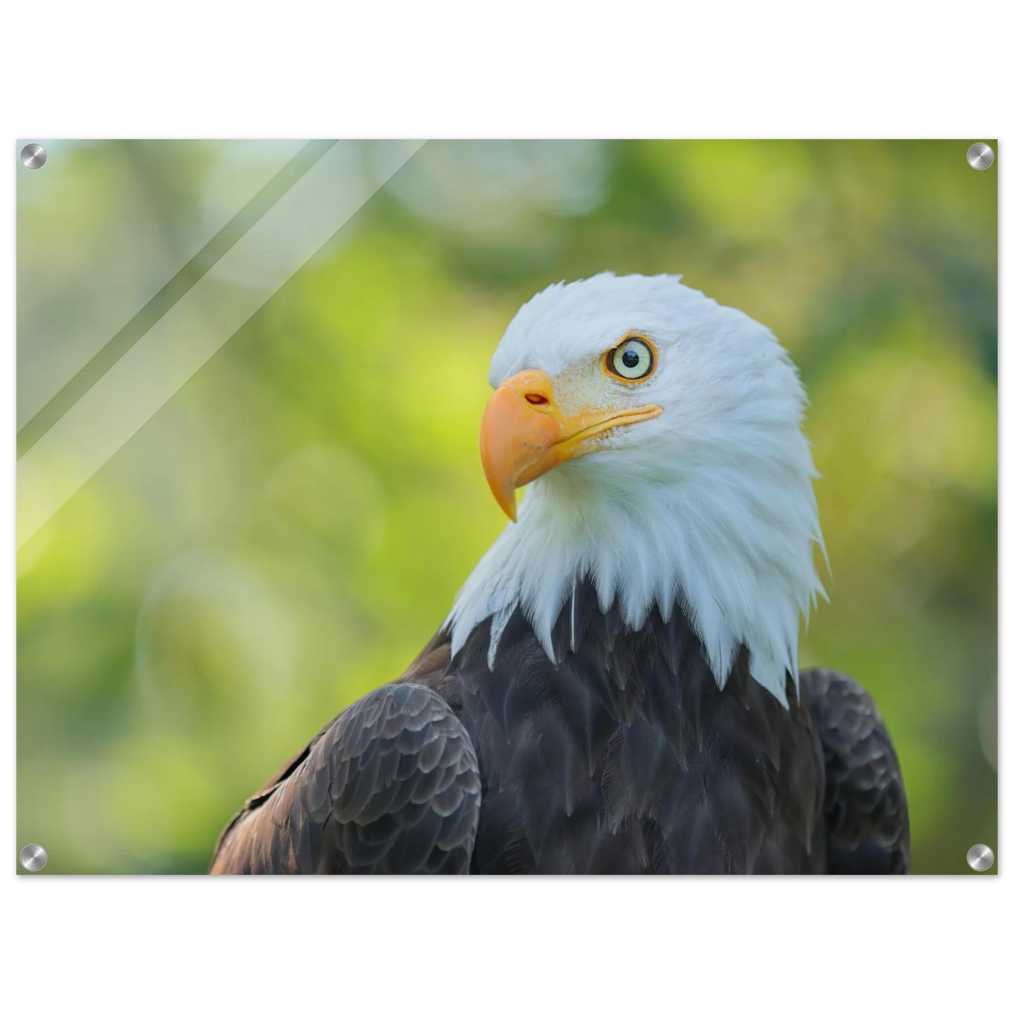 Wandbild majestaetischer weisskopfseeadler eine ode an die freiheit in ihrer wunschgroesse